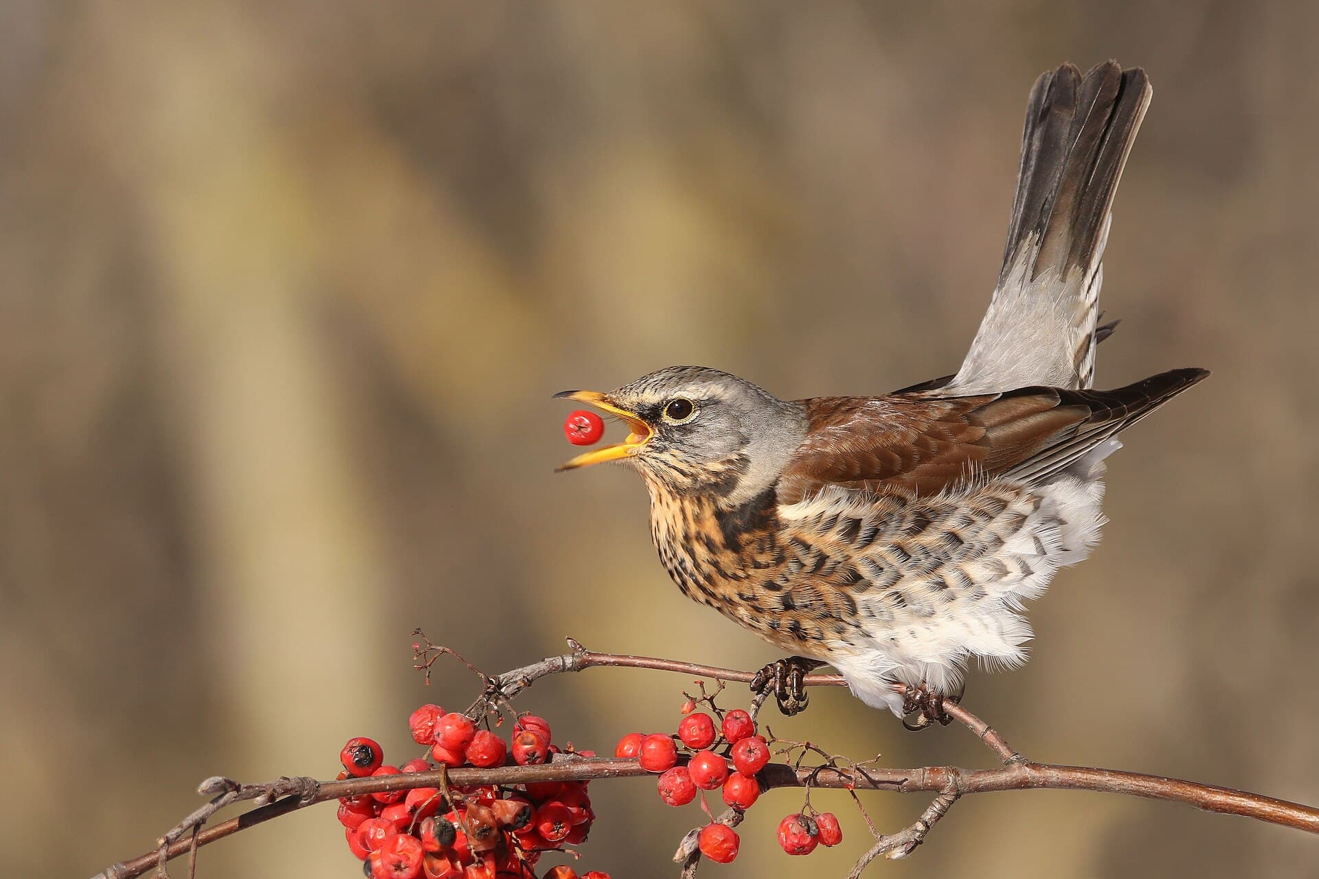 Kramsvogel (Turdus pilaris) - Drozd kvíčala
