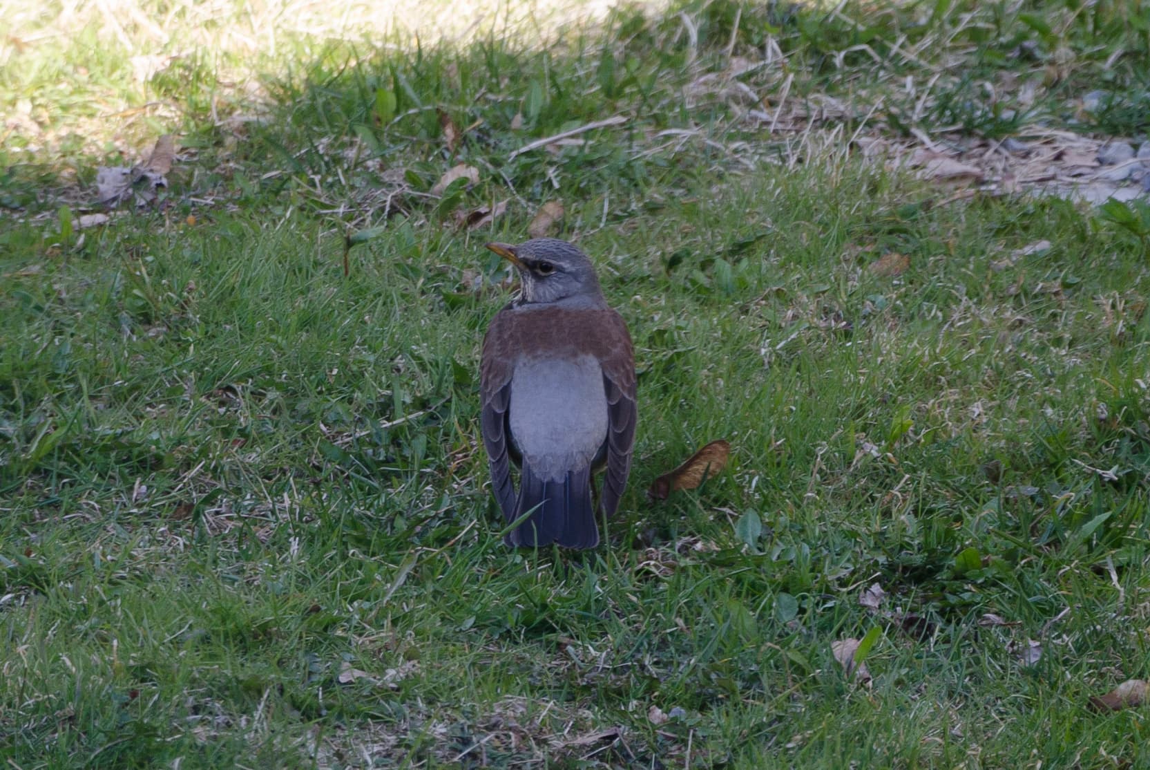Kramsvogel (Turdus pilaris) - Gråtrost på gress