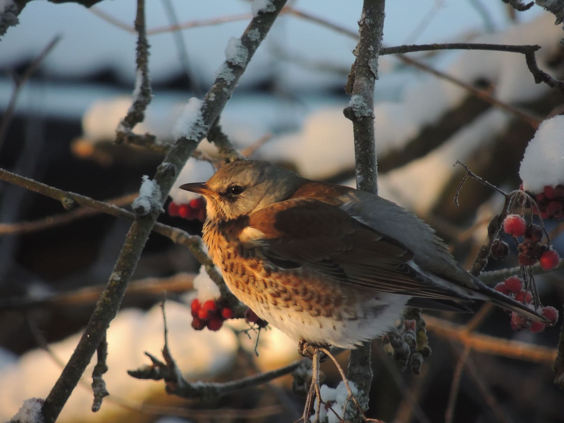 Kramsvogel (Turdus pilaris) - Räkättirastas auringonlaskussa