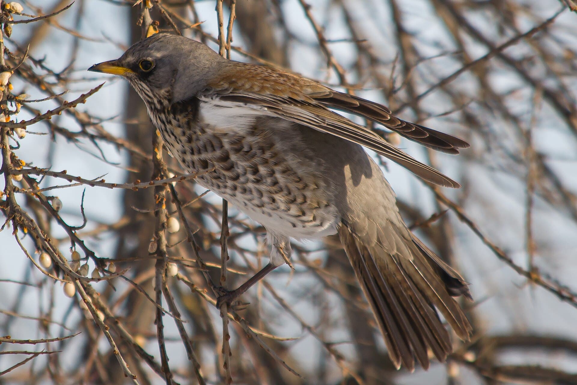 Kramsvogel (Turdus pilaris) - Fieldfare flying off