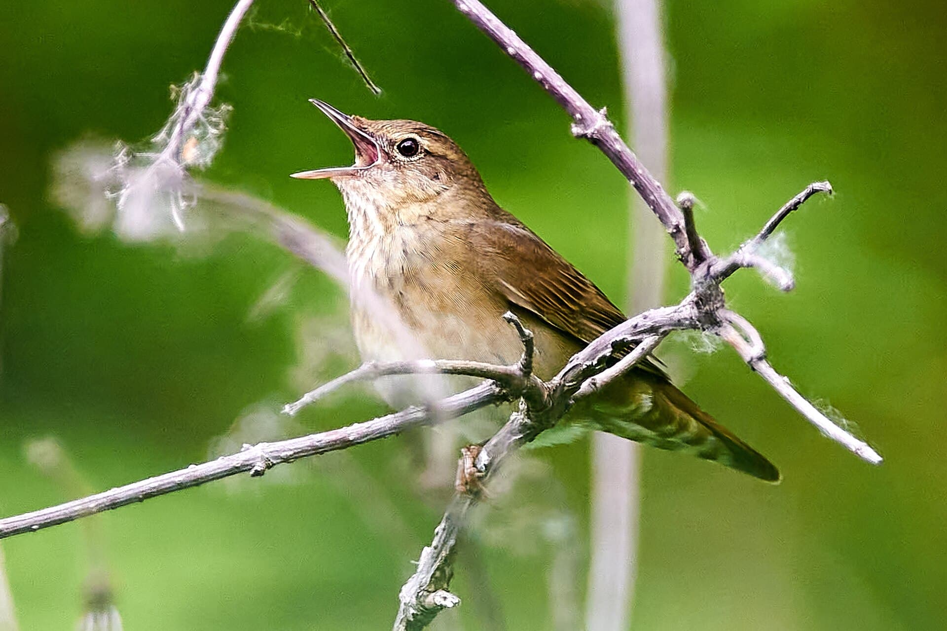 Krekelzanger (Locustella fluviatilis) - Locustella fluviatilis 123791068