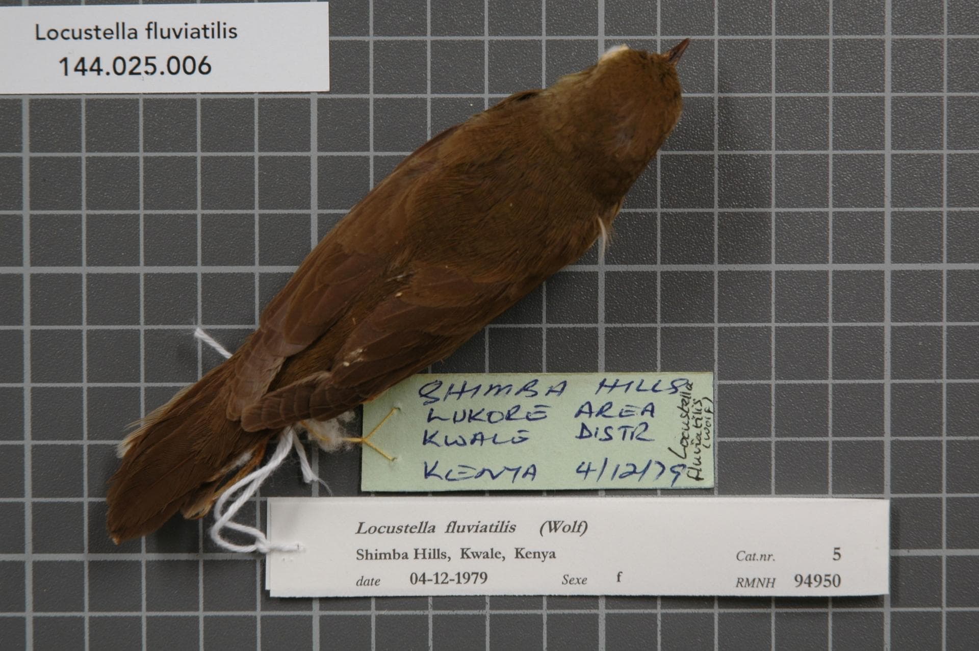 Krekelzanger (Locustella fluviatilis) - Naturalis Biodiversity Center - RMNH.AVES.94950 1 - Locustella fluviatilis (Wolf, 1810) - Sylviidae - bird skin specimen