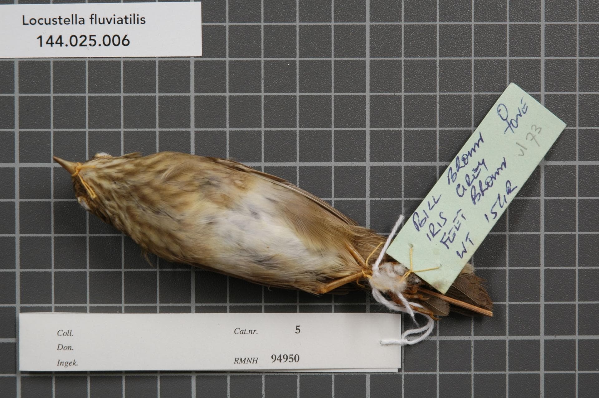 Krekelzanger (Locustella fluviatilis) - Naturalis Biodiversity Center - RMNH.AVES.94950 2 - Locustella fluviatilis (Wolf, 1810) - Sylviidae - bird skin specimen