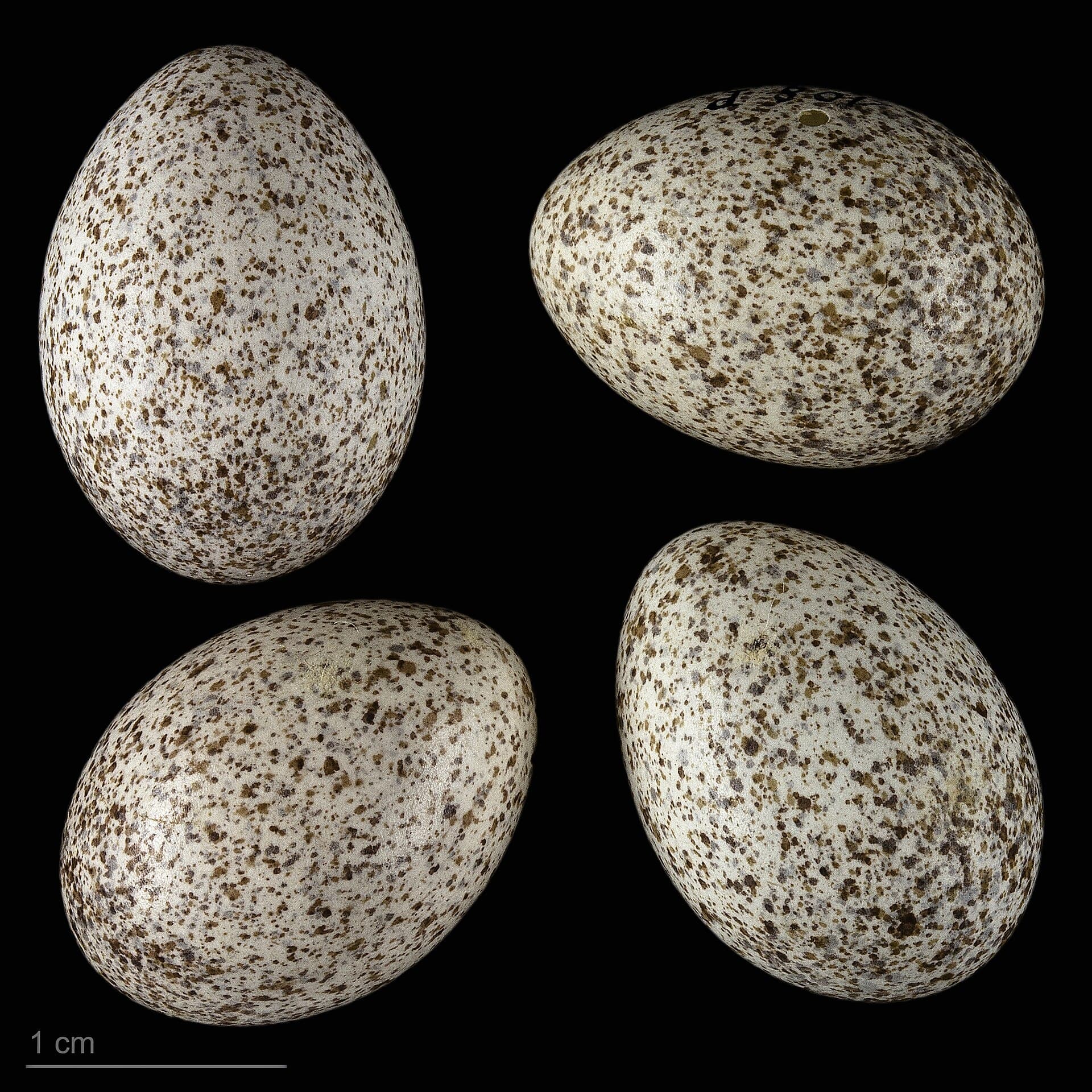 Krekelzanger (Locustella fluviatilis) - Locustella fluviatilis MHNT.ZOO.2010.11.195.29