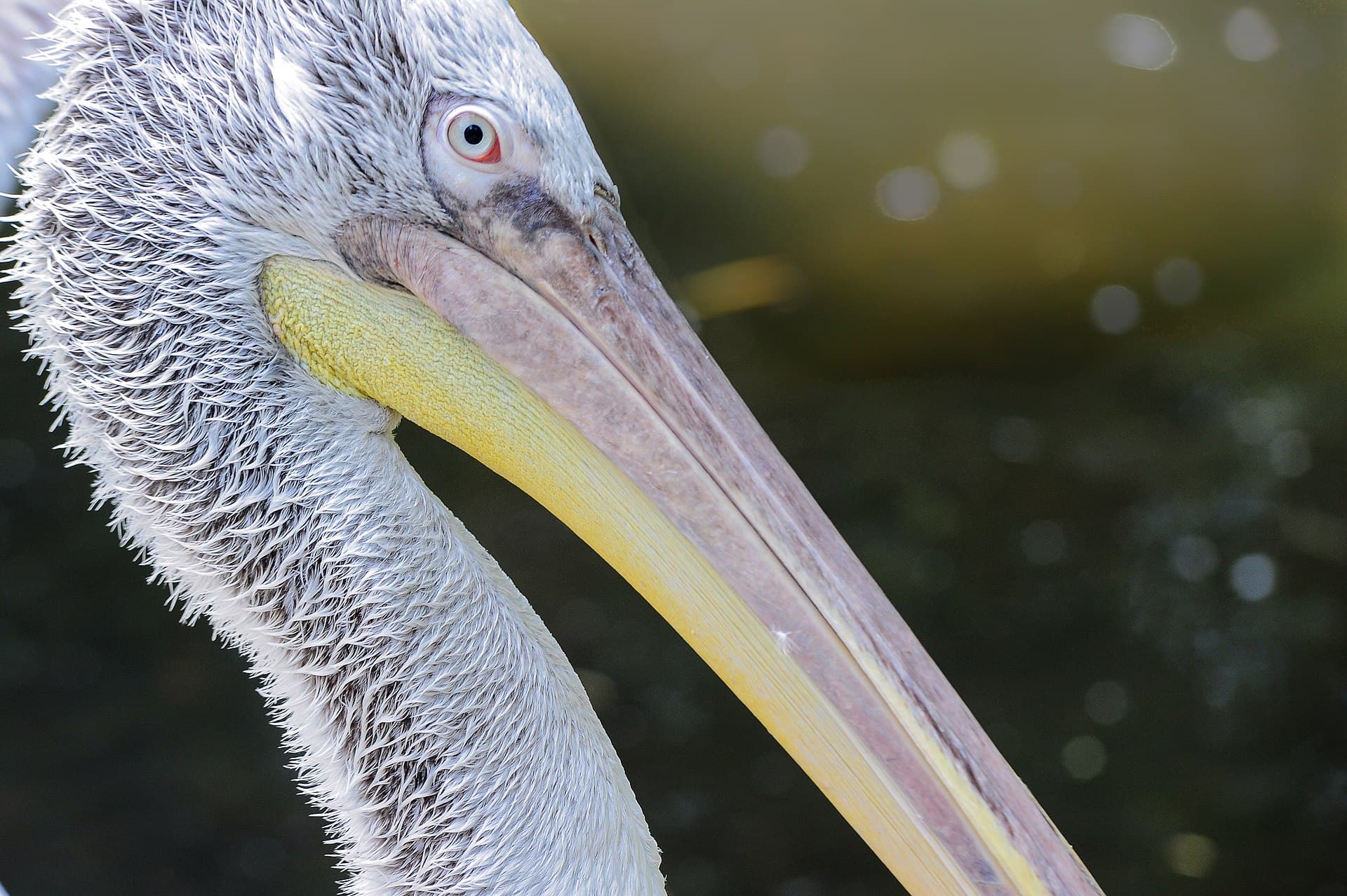 Kroeskoppelikaan (Pelecanus crispus) - Krauskopfpelikan (Pelecanus crispus)