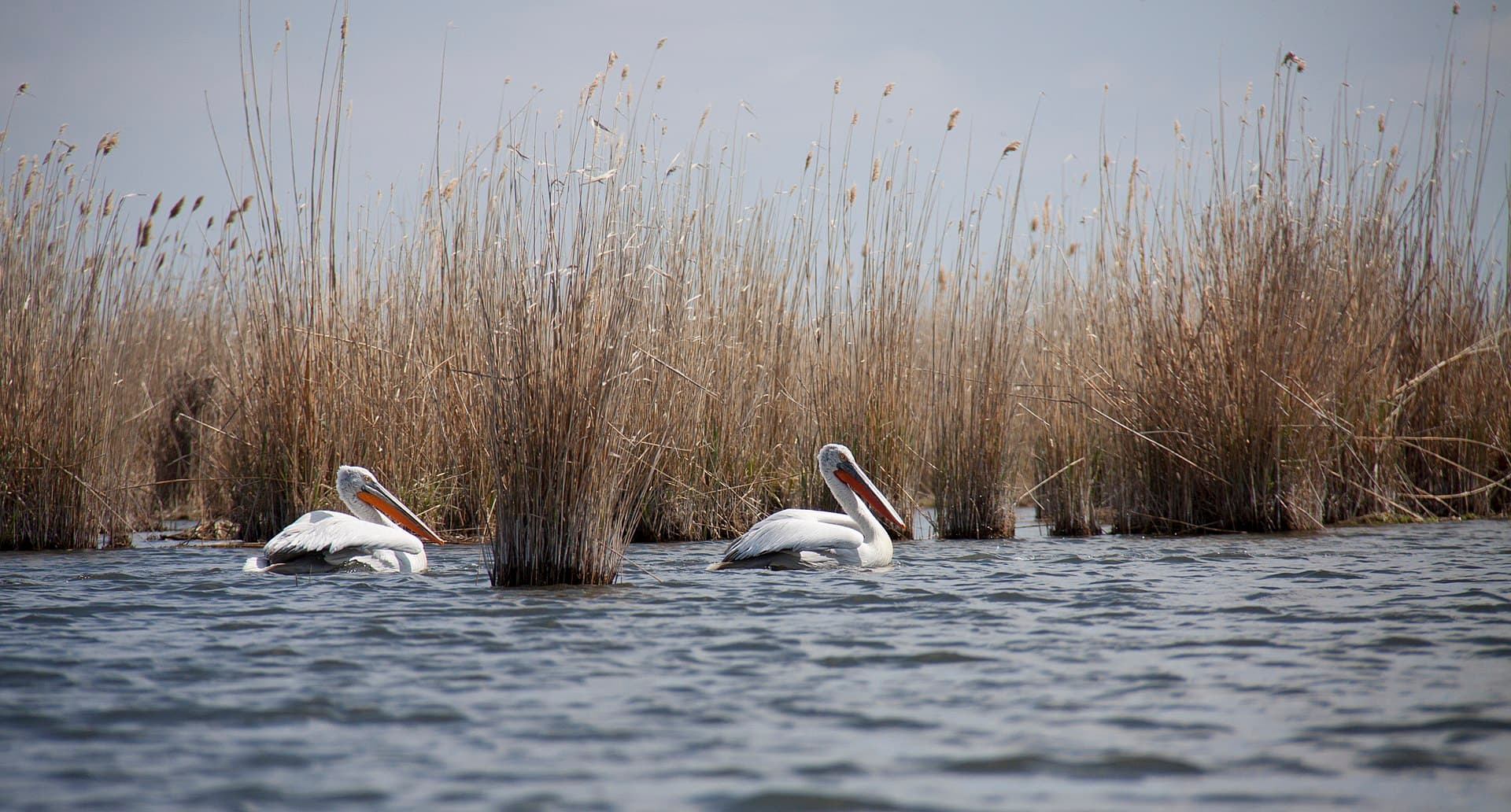 Kroeskoppelikaan (Pelecanus crispus) - Пеликаны (Pelecanus crispus)