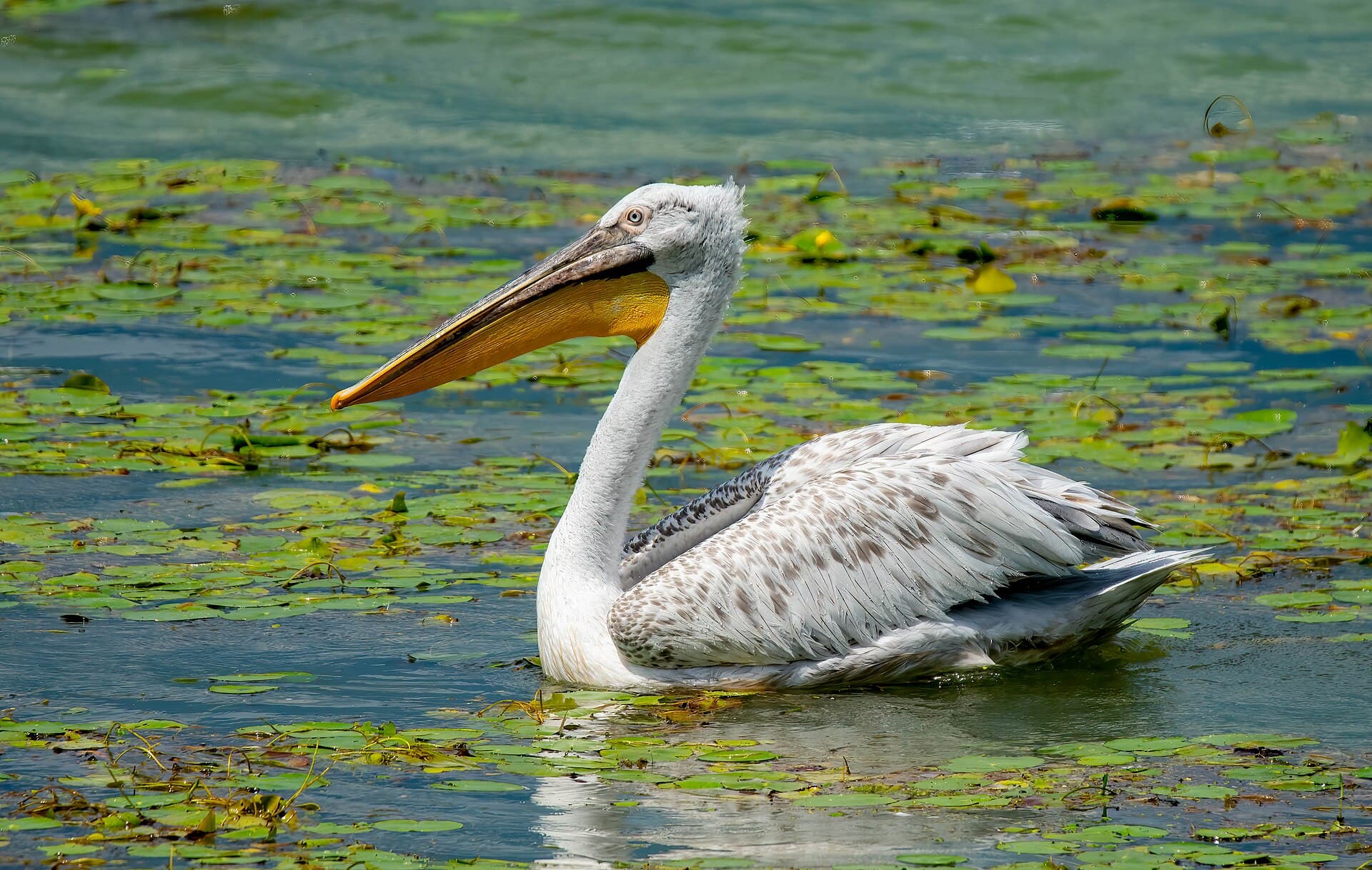 Kroeskoppelikaan (Pelecanus crispus) - Krauskopfpelikan (Pelecanus crispus) in Mazedonien