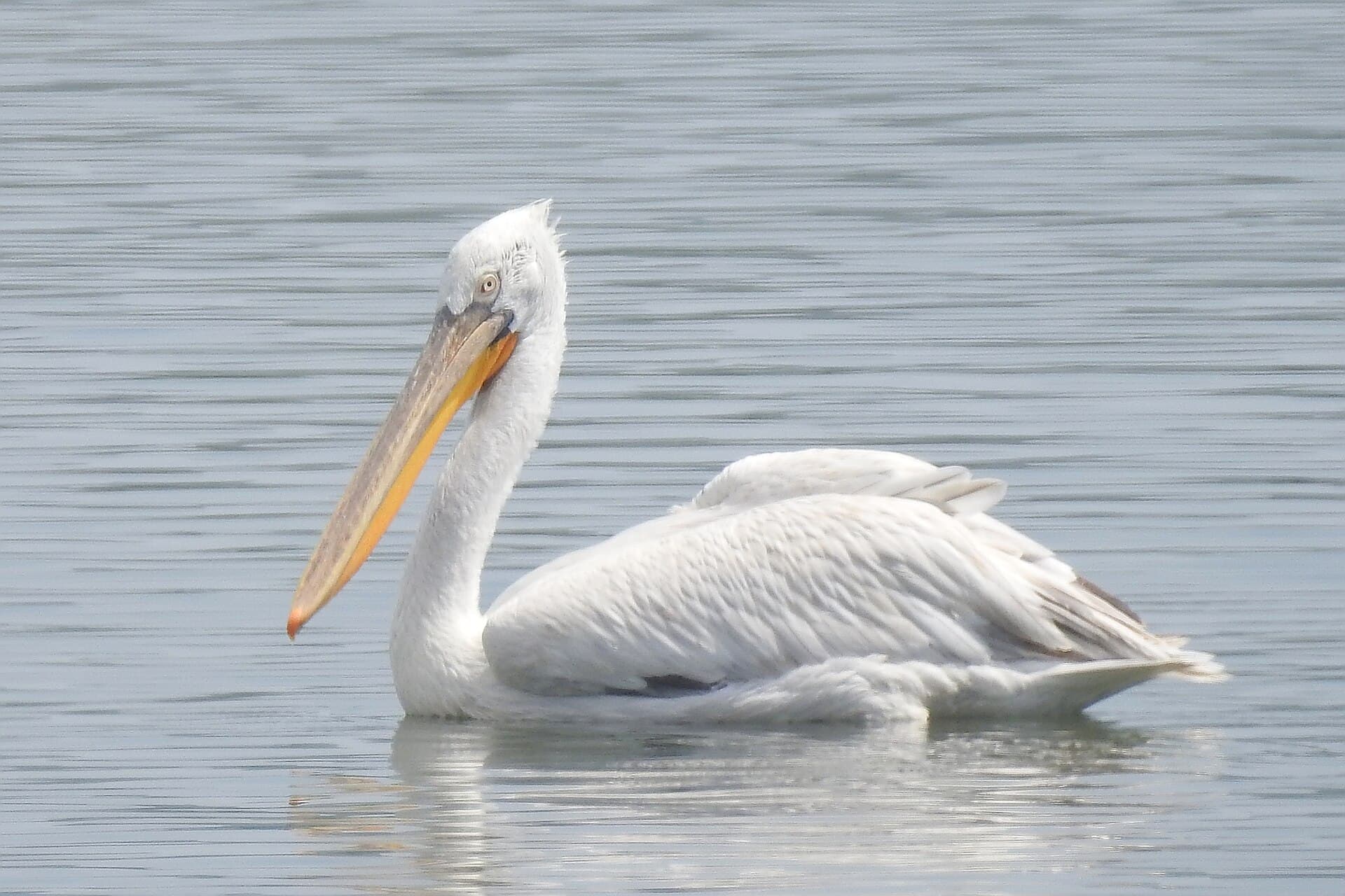 Kroeskoppelikaan (Pelecanus crispus) - Pelecanus crispus 323531059