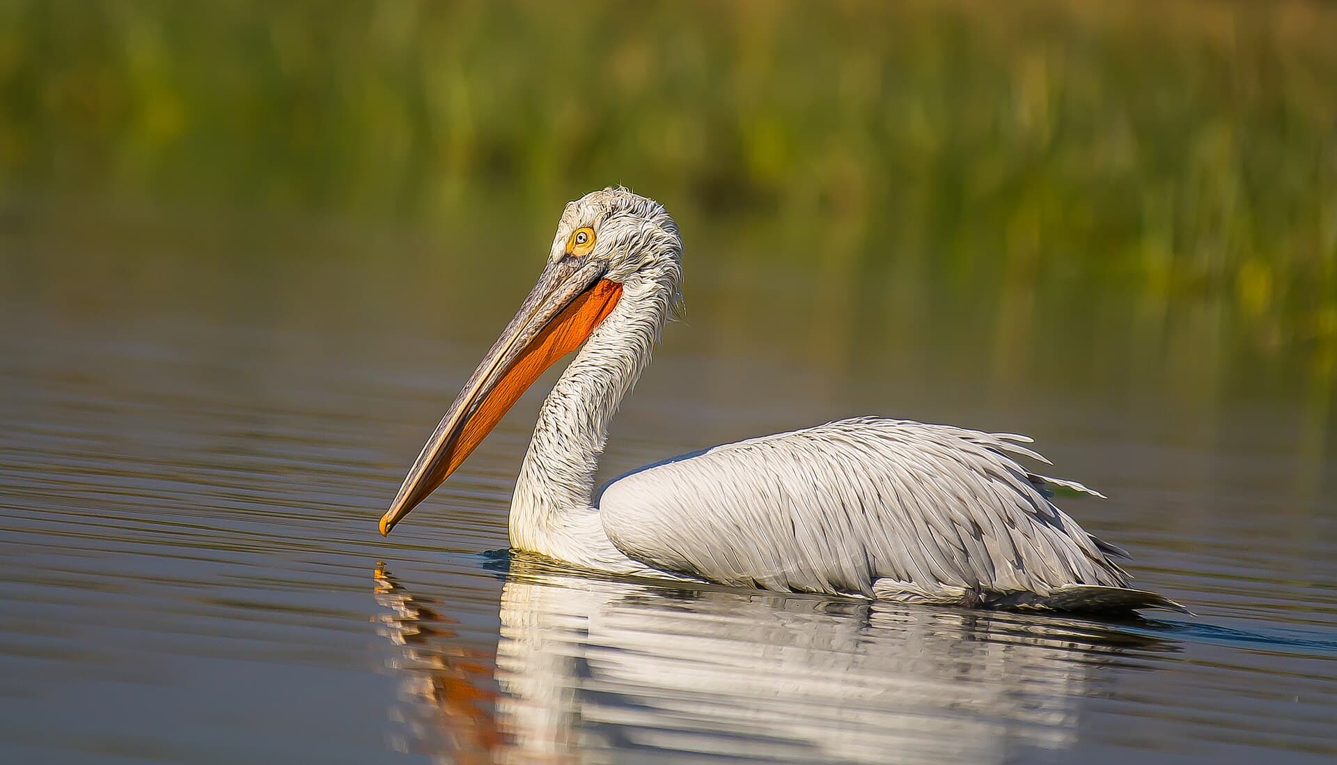 Kroeskoppelikaan (Pelecanus crispus) - Pelican NalSarovar