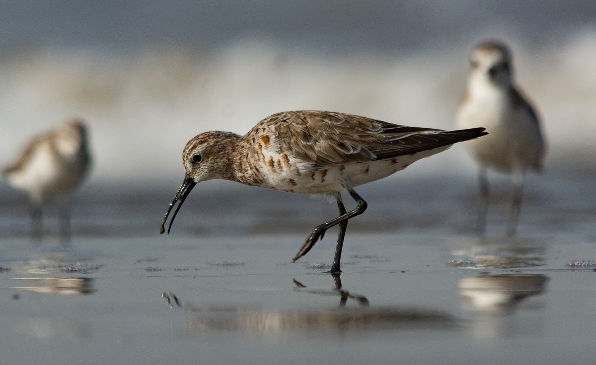 krombekstrandloper (Calidris ferruginea) - Curlew Sandpiper Calidris ferruginea in Breeding plumage by Vedant Kasambe 02