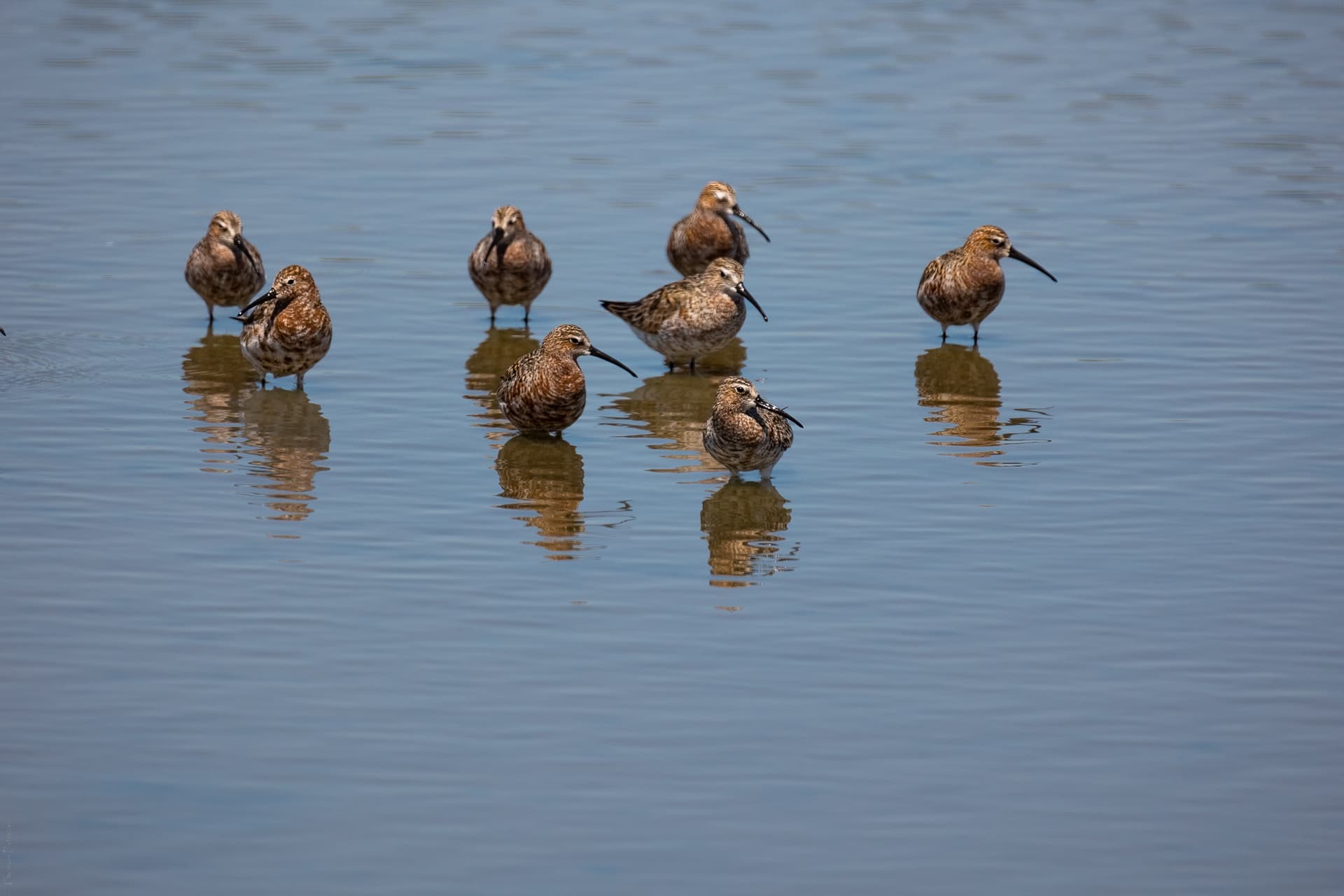 krombekstrandloper (Calidris ferruginea) - TOM 8679 01