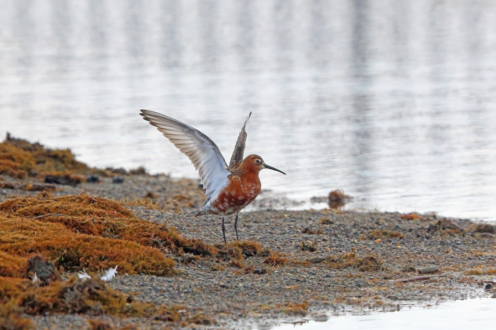 krombekstrandloper (Calidris ferruginea) - Curlew Sandpiper, Utqiagvik, Alaska 2029308