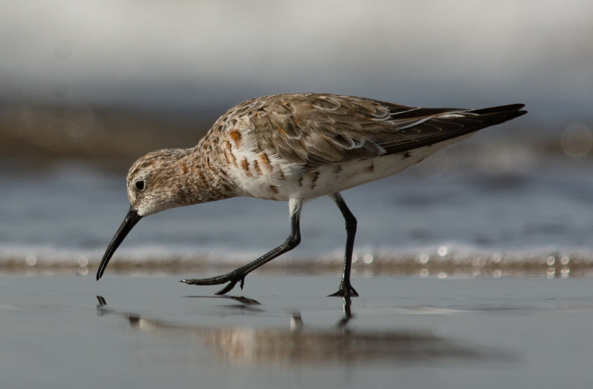 krombekstrandloper (Calidris ferruginea) - Curlew Sandpiper Calidris ferruginea in Breeding plumage by Vedant Kasambe 04