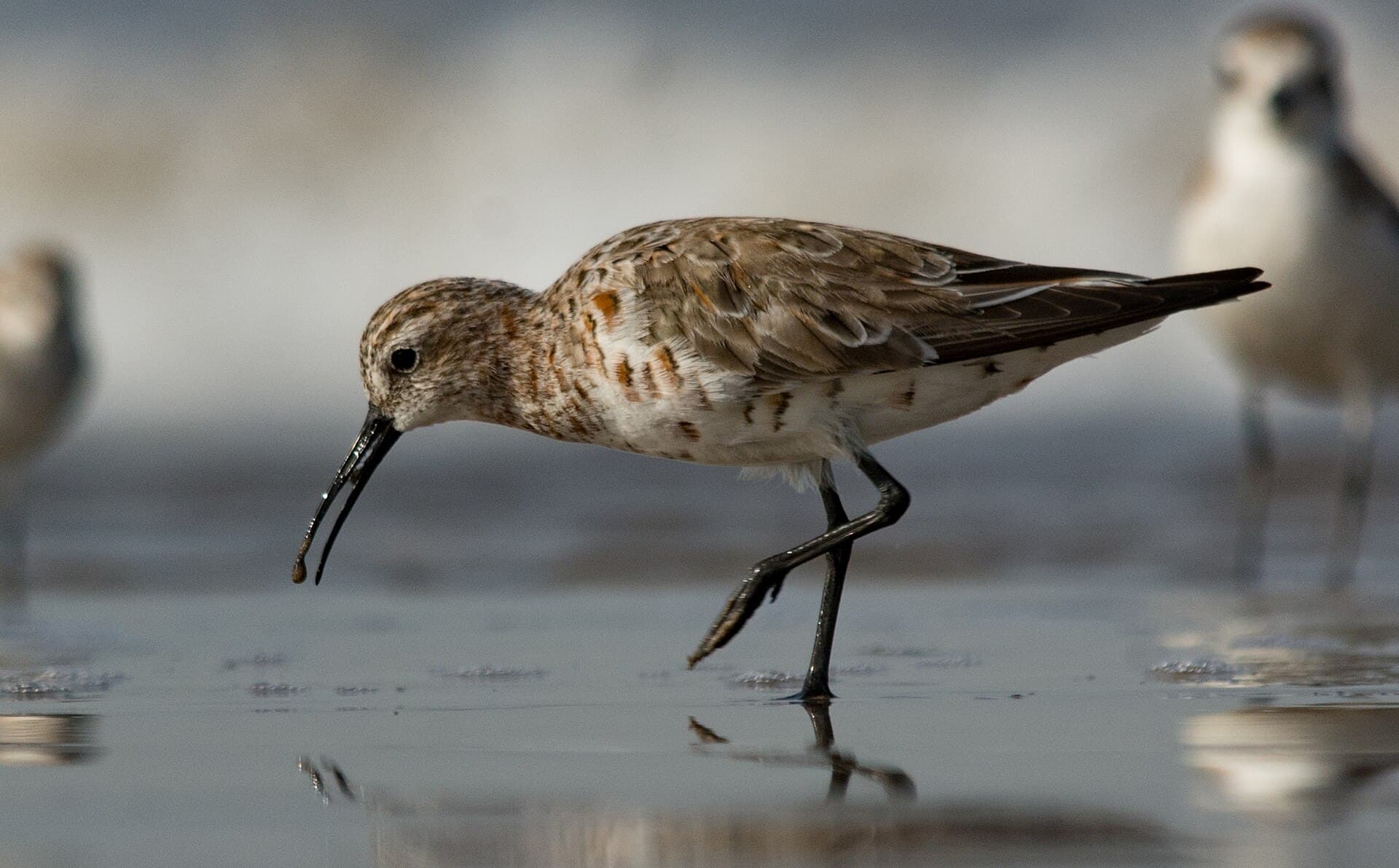krombekstrandloper (Calidris ferruginea) - Curlew Sandpiper Calidris ferruginea in Breeding plumage by Vedant Kasambe 01
