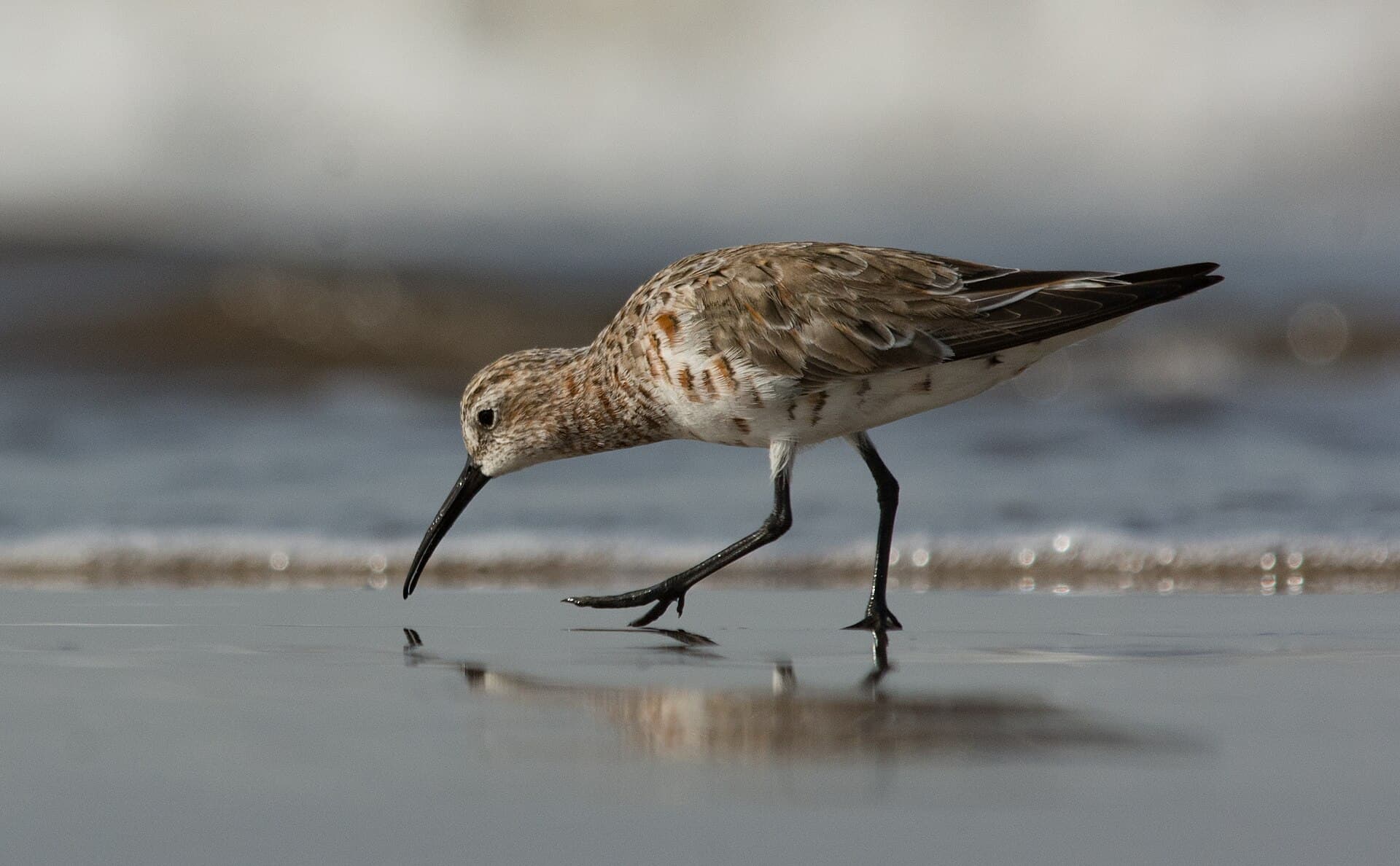 krombekstrandloper (Calidris ferruginea) - Curlew Sandpiper Calidris ferruginea in Breeding plumage by Vedant Kasambe 03