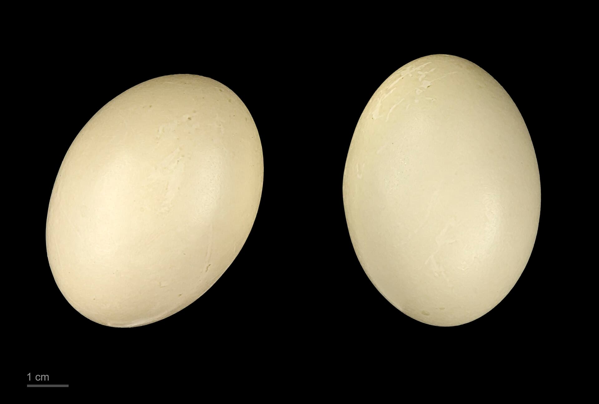 Krooneend (Netta rufina) - Netta rufina MHNT.ZOO.2010.11.20.2