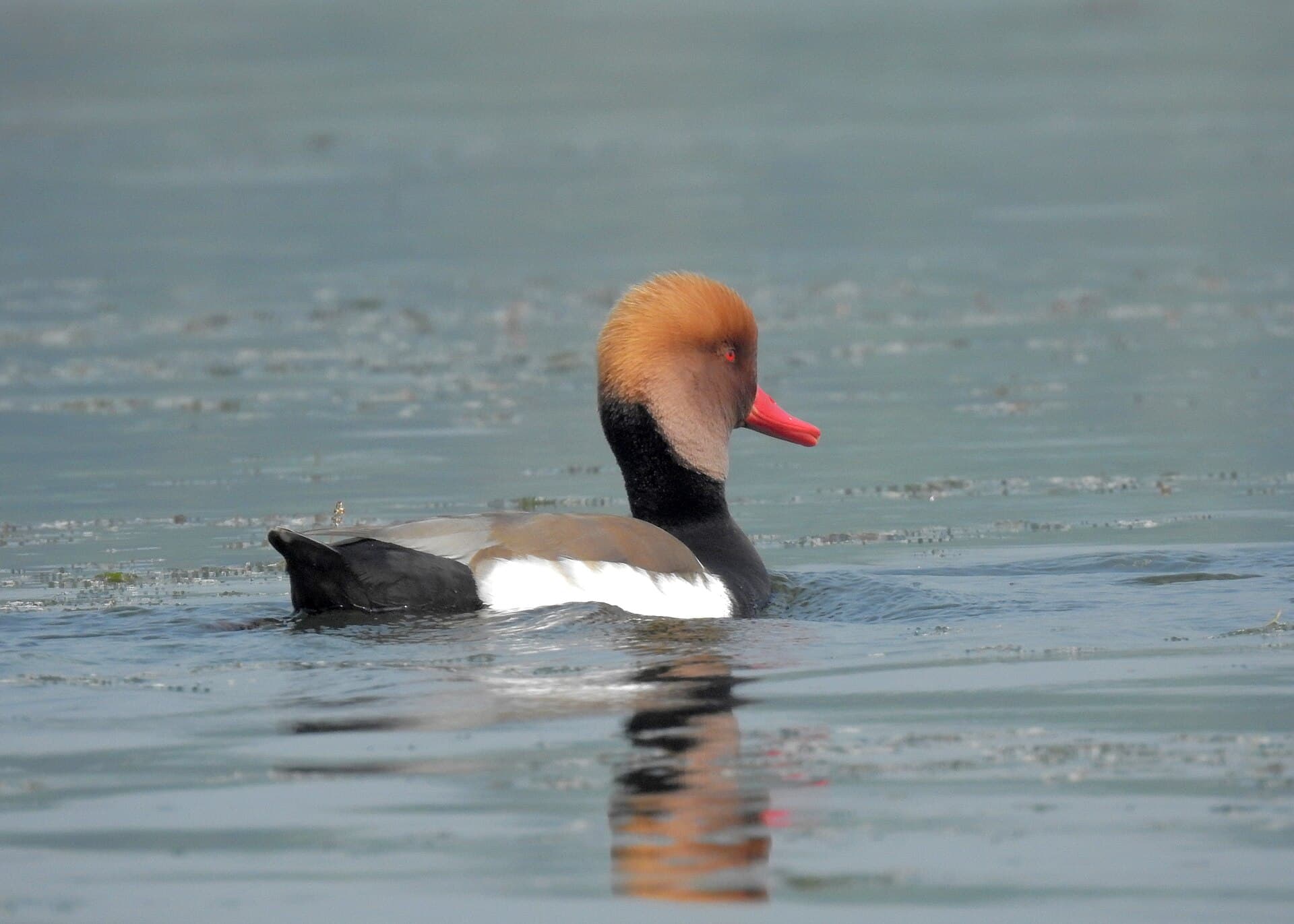 Krooneend (Netta rufina) - Red-crested Pochard by Tisha Mukherjee 01