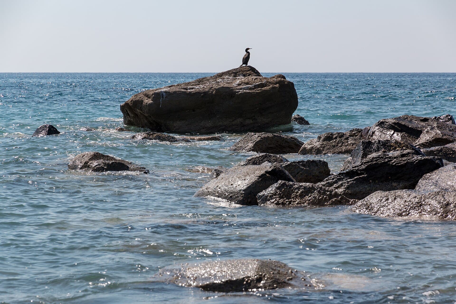 Kuifaalscholver (Phalacrocorax aristotelis) - Santorin (GR), Exomytis, Vlychada Beach -- 2017 -- 2791