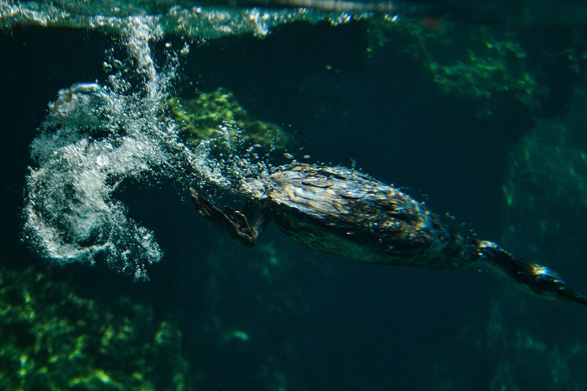 Kuifaalscholver (Phalacrocorax aristotelis) - Gulosus aristotelis jumping diving sea (Croatia)