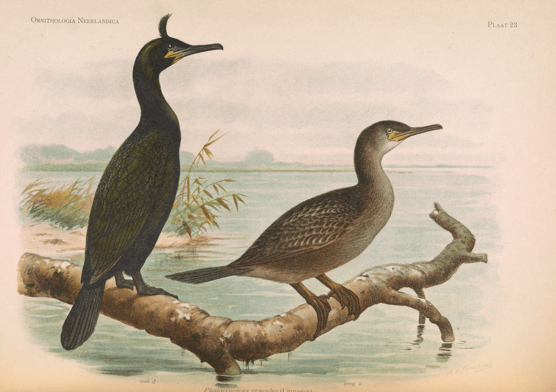 Kuifaalscholver (Phalacrocorax aristotelis) - OrnithologiaNeerlandica01Pl23