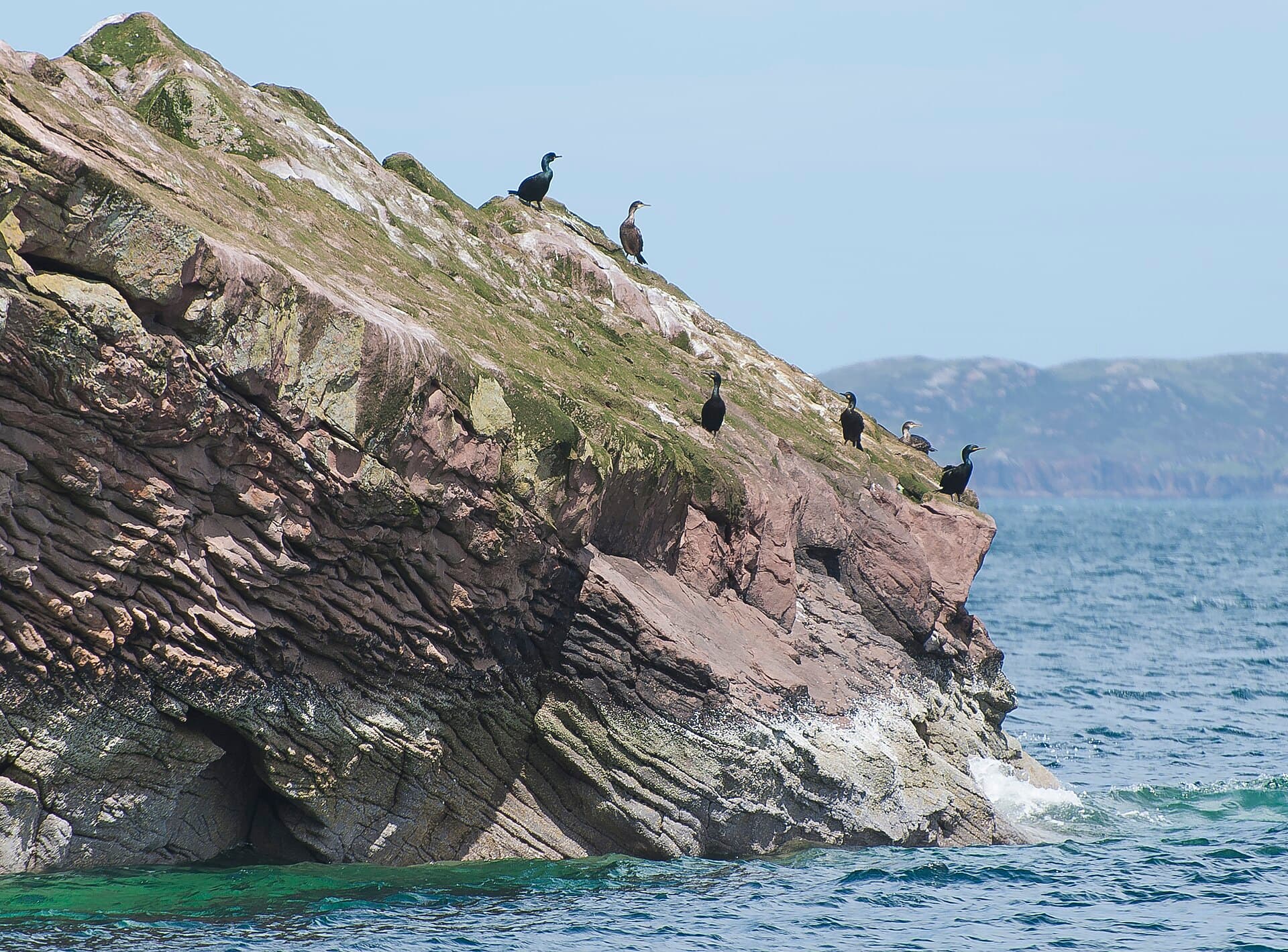 Kuifaalscholver (Phalacrocorax aristotelis) - Phalacrocorax aristotelis-pjt3