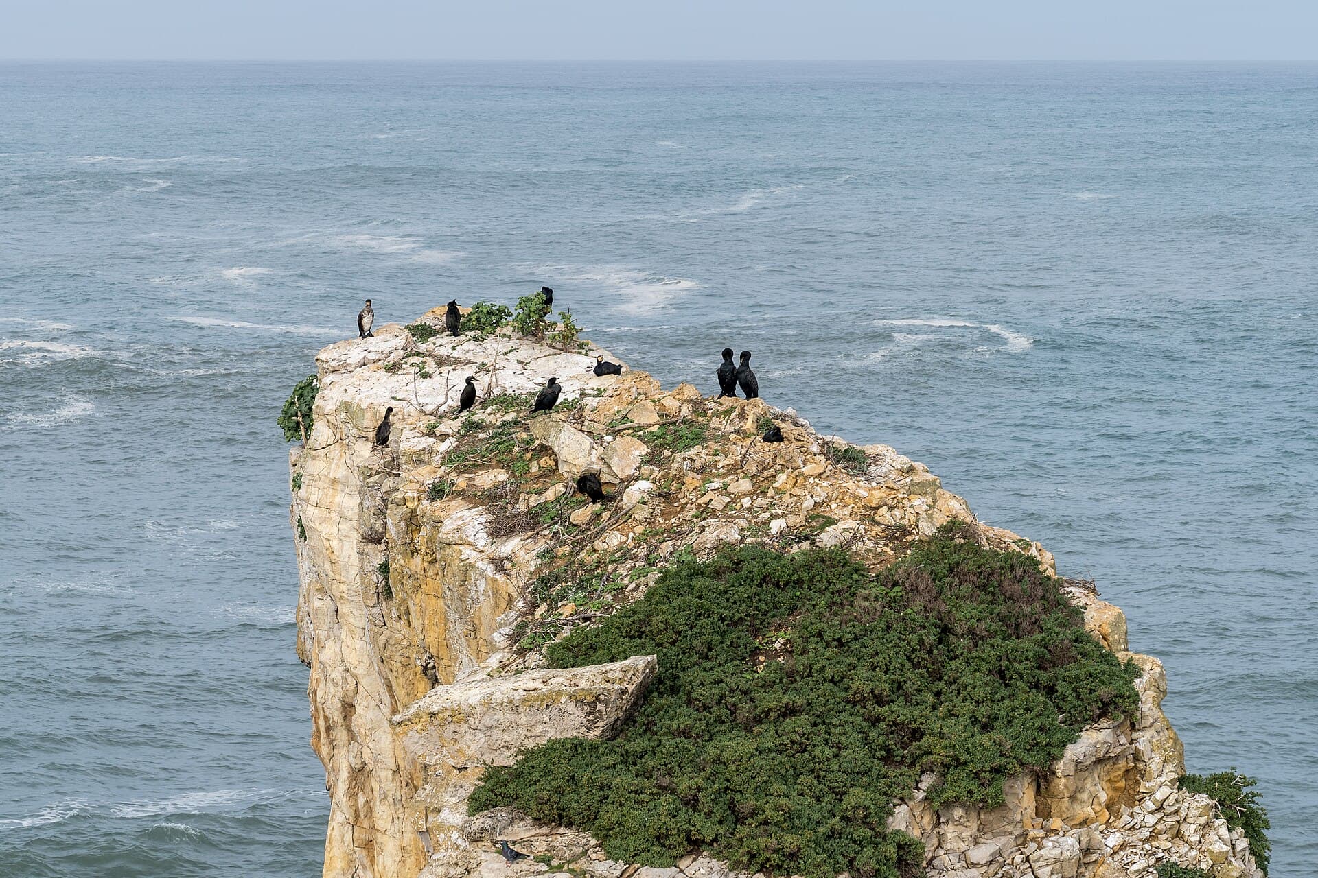 Kuifaalscholver (Phalacrocorax aristotelis) - 2025-12-06 European shags in Peniche