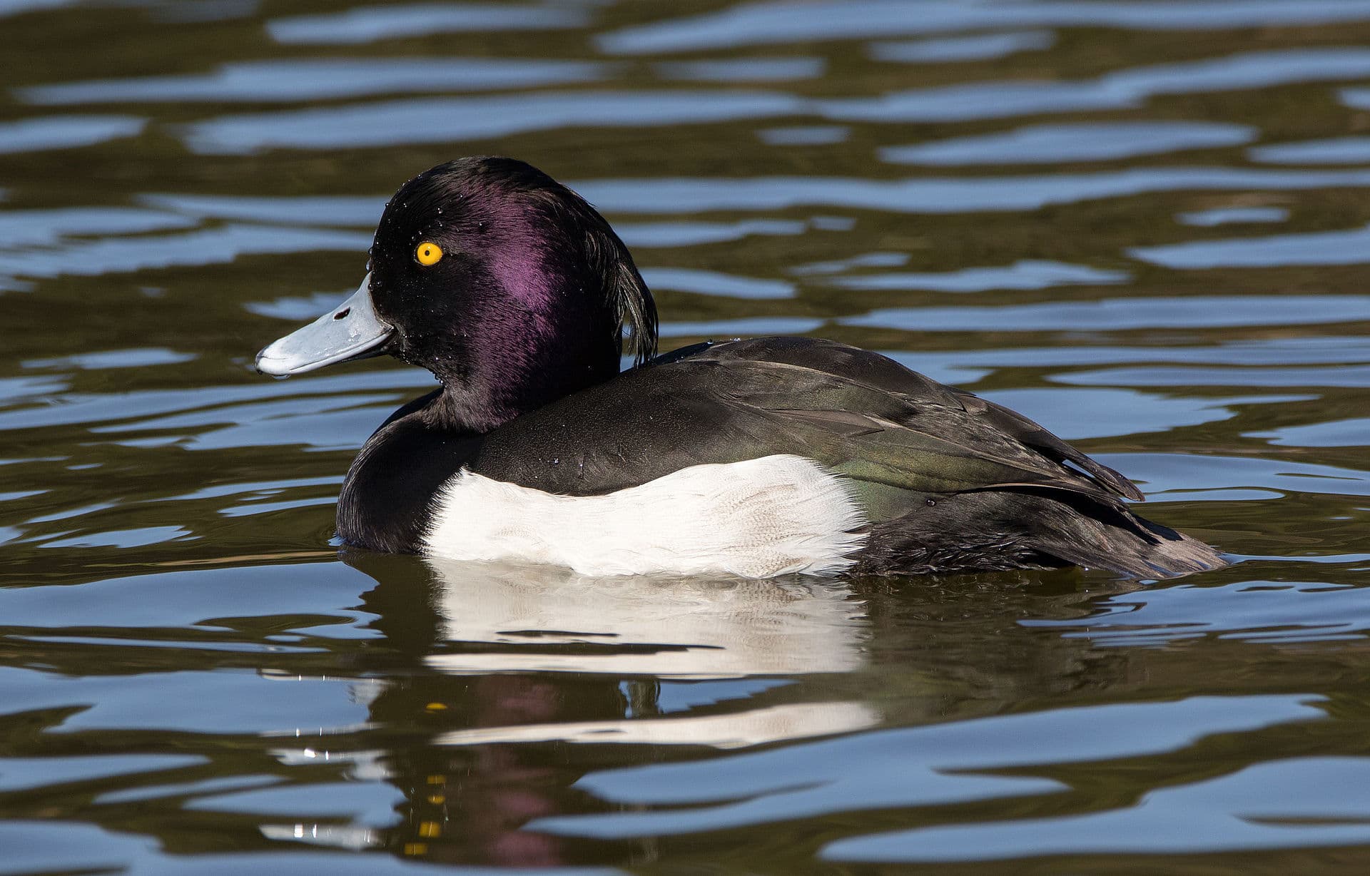 Kuifeend (Aythya fuligula) - Tufted duck in Sakai, Osaka, February 2016