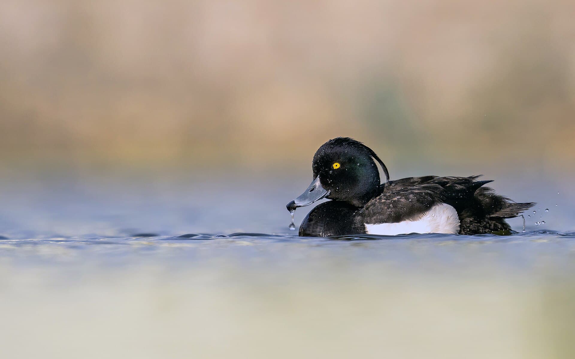 Kuifeend (Aythya fuligula) - The Tufted Duck