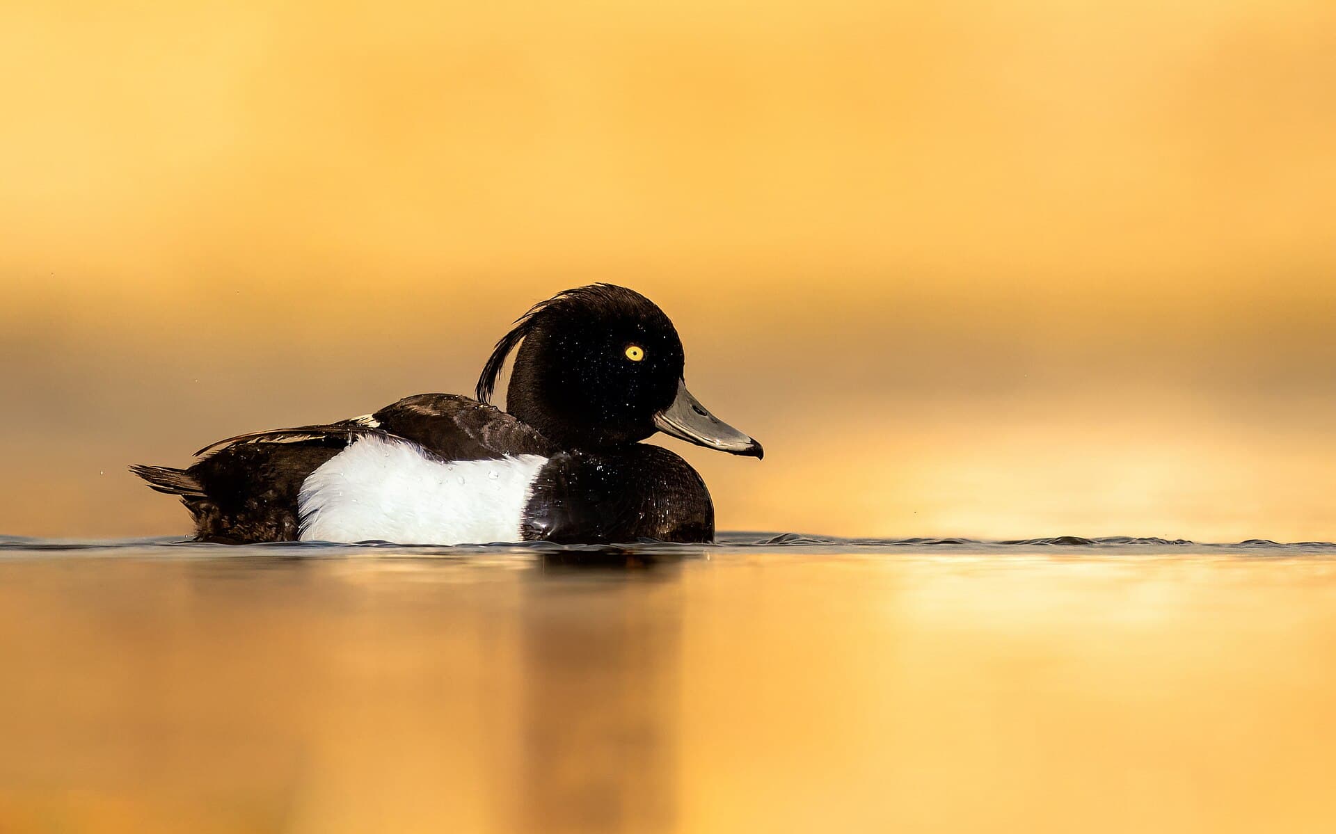 Kuifeend (Aythya fuligula) - Tufted duck in nagadaha lake