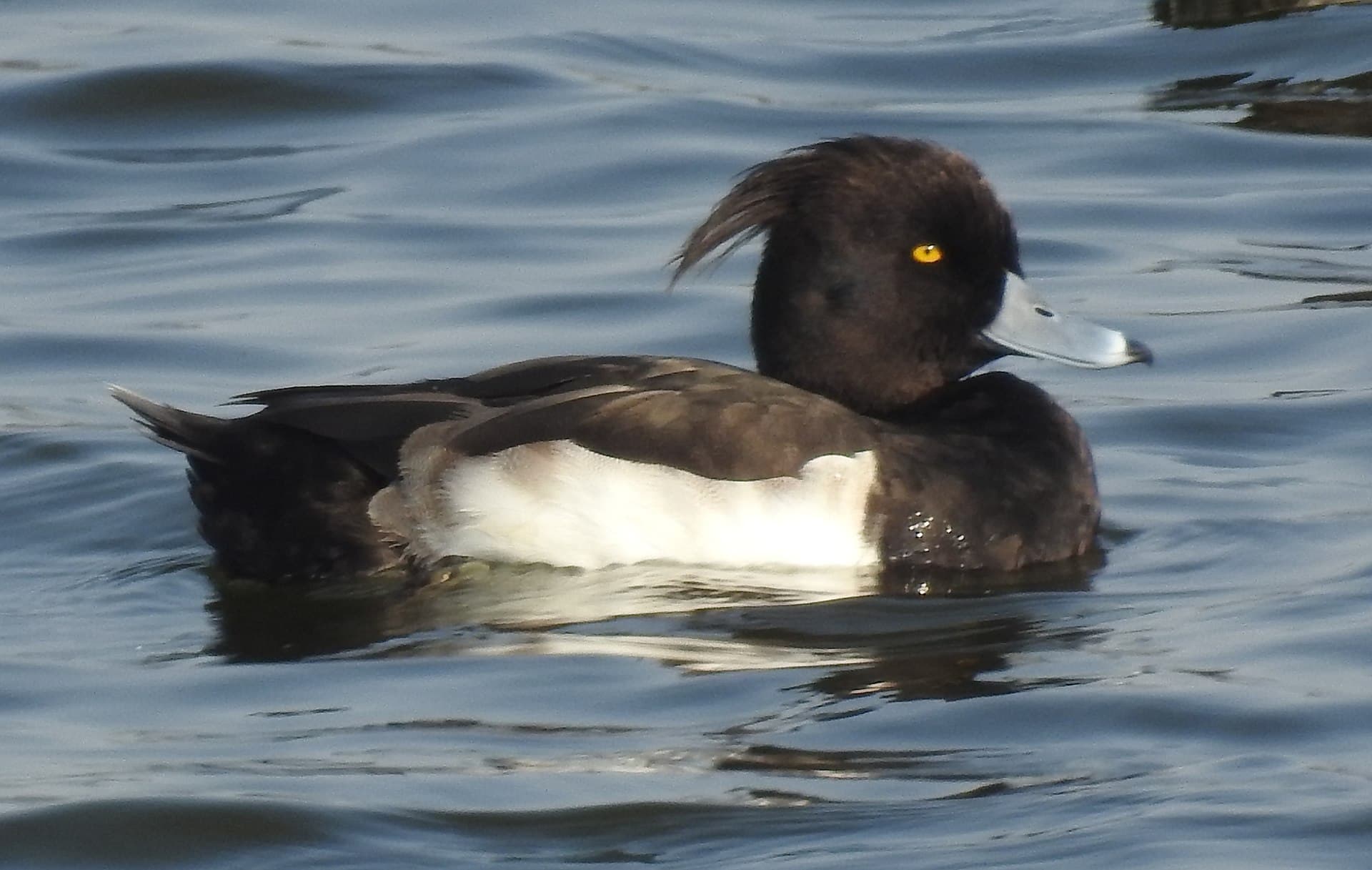 Kuifeend (Aythya fuligula) - Tufted Duck Aythya fuligula Male by Dr. Raju Kasambe DSCN9795 (17)