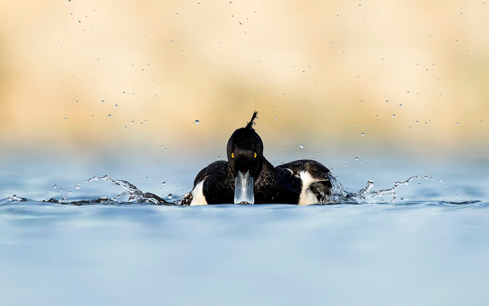 Kuifeend (Aythya fuligula) - Tufted duck flaps its wings in Nagadaha lake, Nepal - (Drinking games)