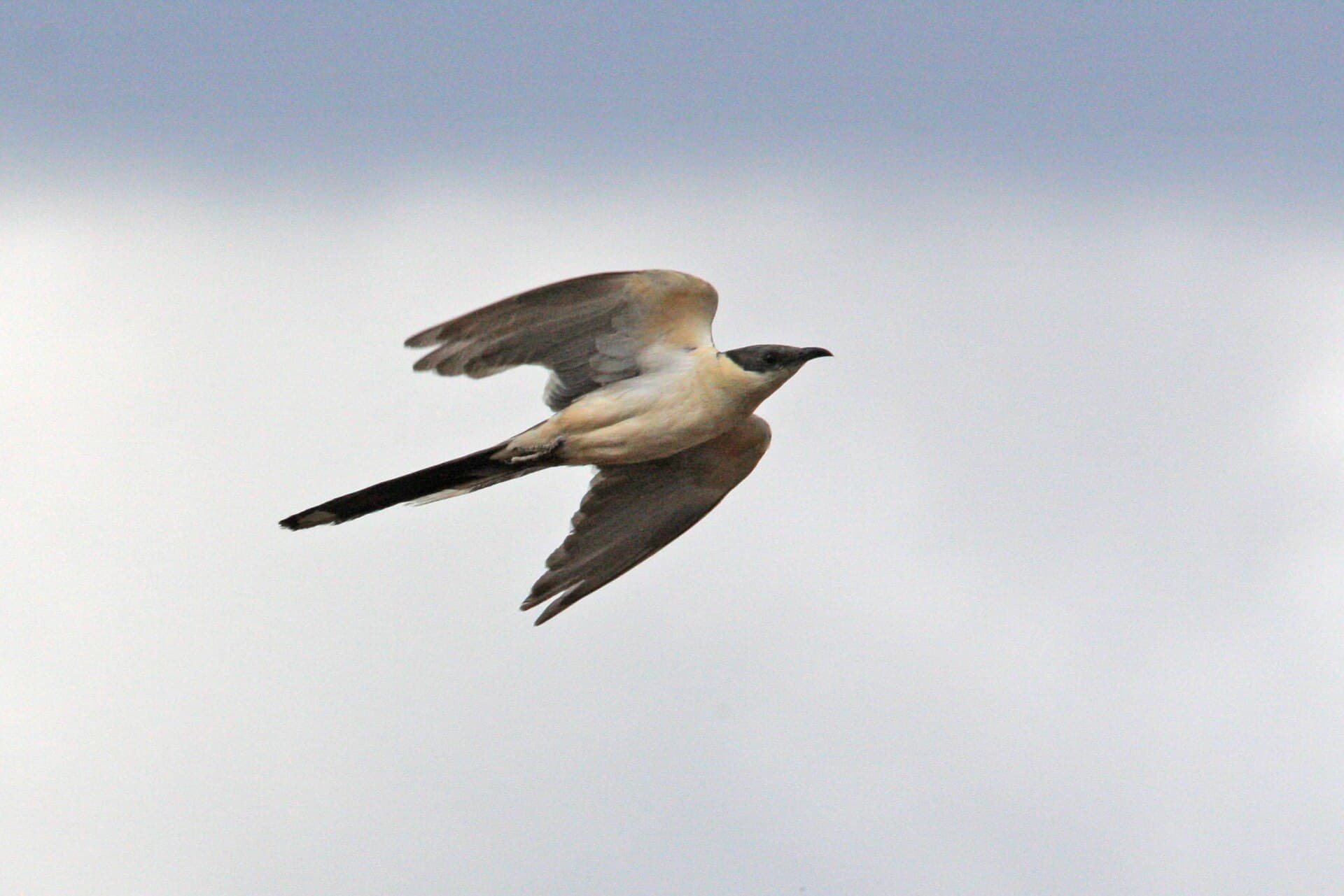 Kuifkoekoek (Clamator glandarius) - Clamator glandarius 91766492
