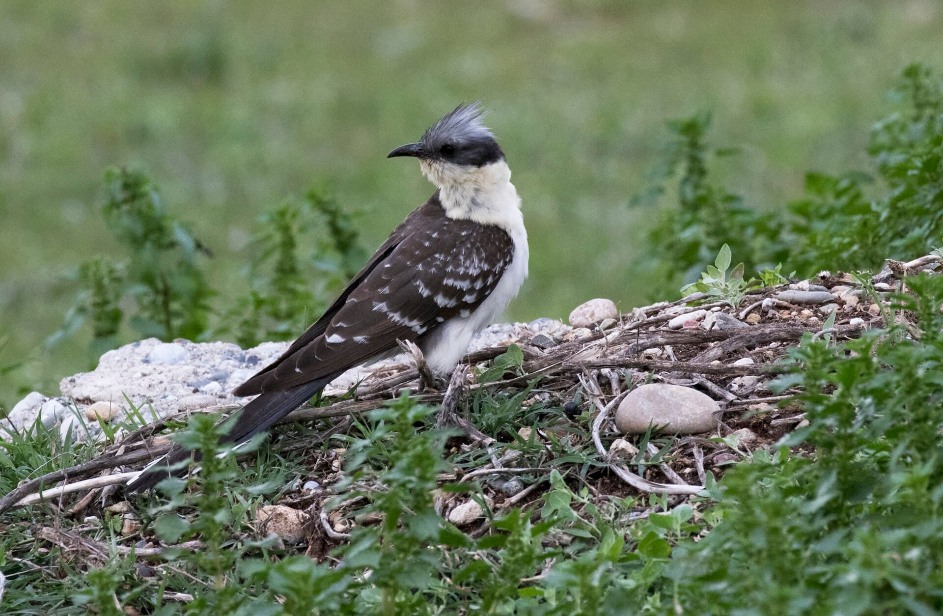Kuifkoekoek (Clamator glandarius) - Clamator glandarius - Coucou geai