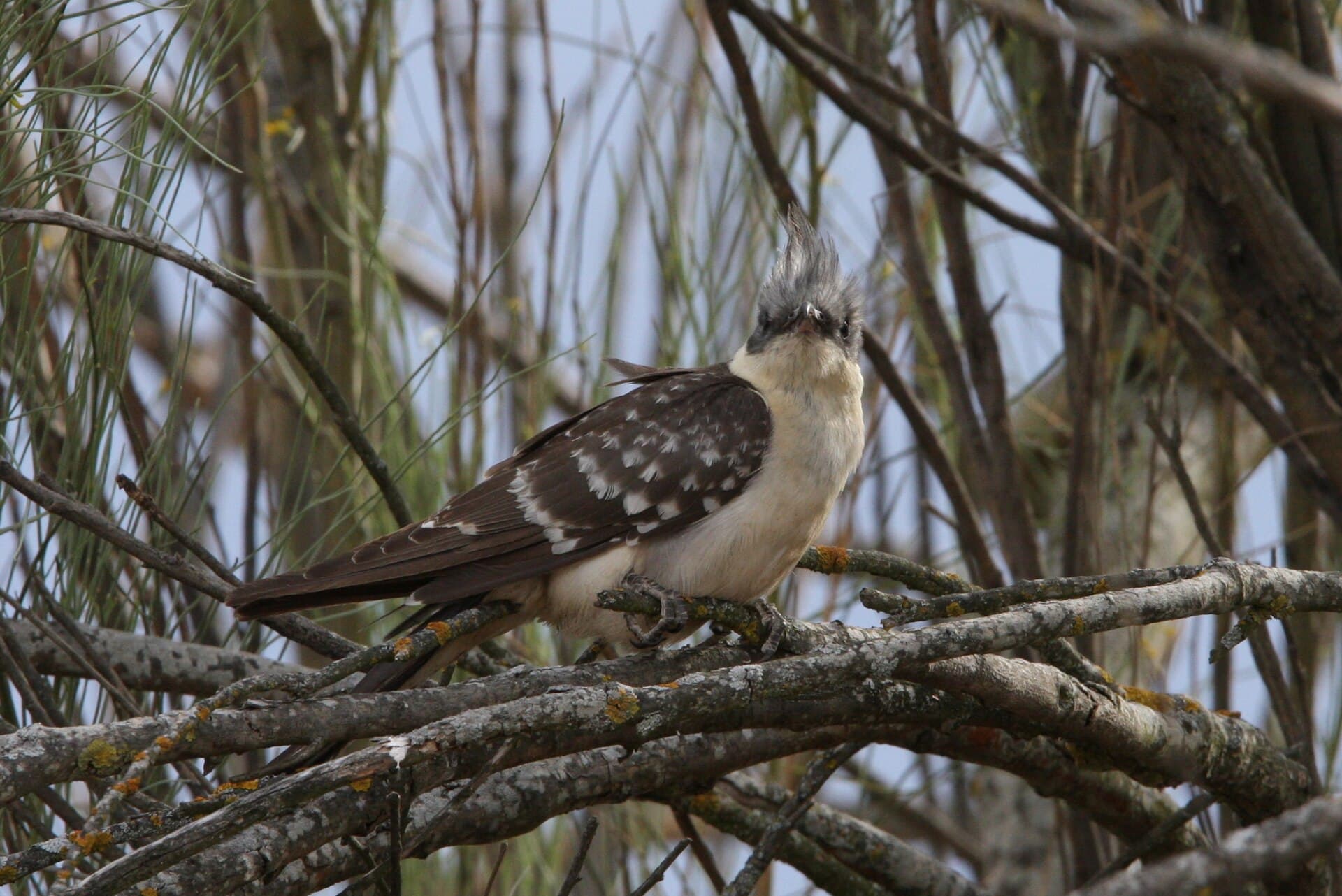 Kuifkoekoek (Clamator glandarius) - Clamator glandarius 91766519