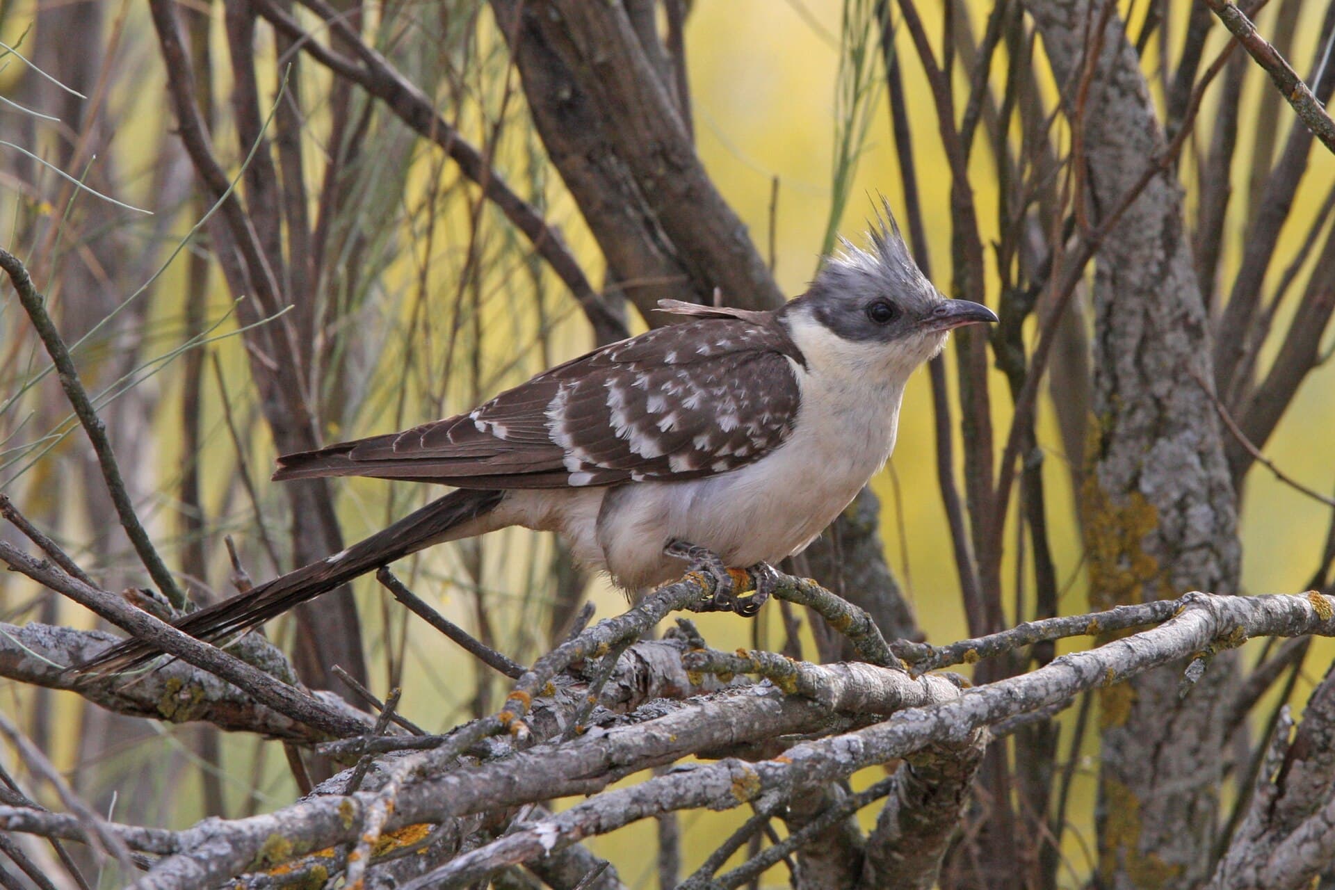 Kuifkoekoek (Clamator glandarius) - Clamator glandarius 91766142