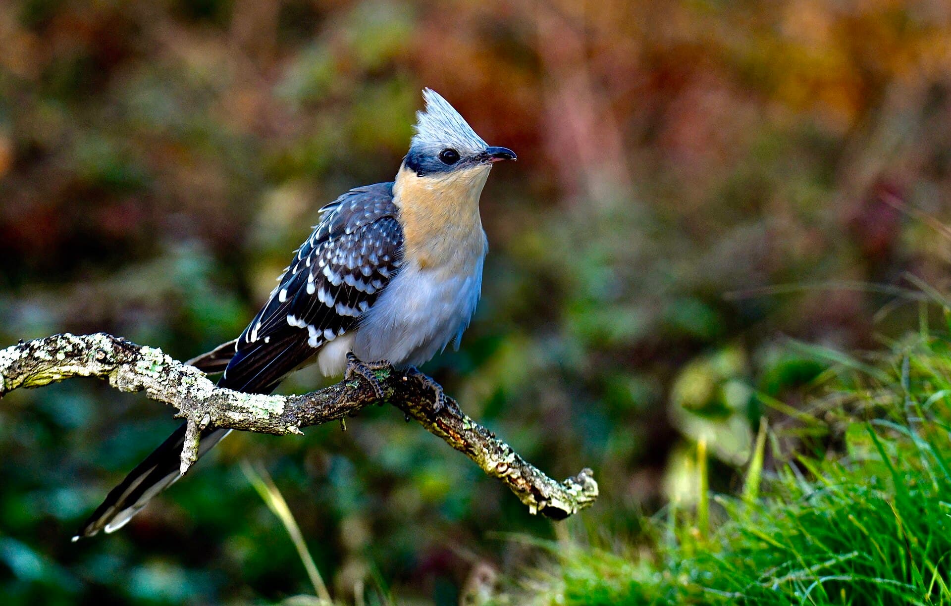 Kuifkoekoek (Clamator glandarius) - Cuco-rabilongo, Great Spotted Cuckoo (52681314603)