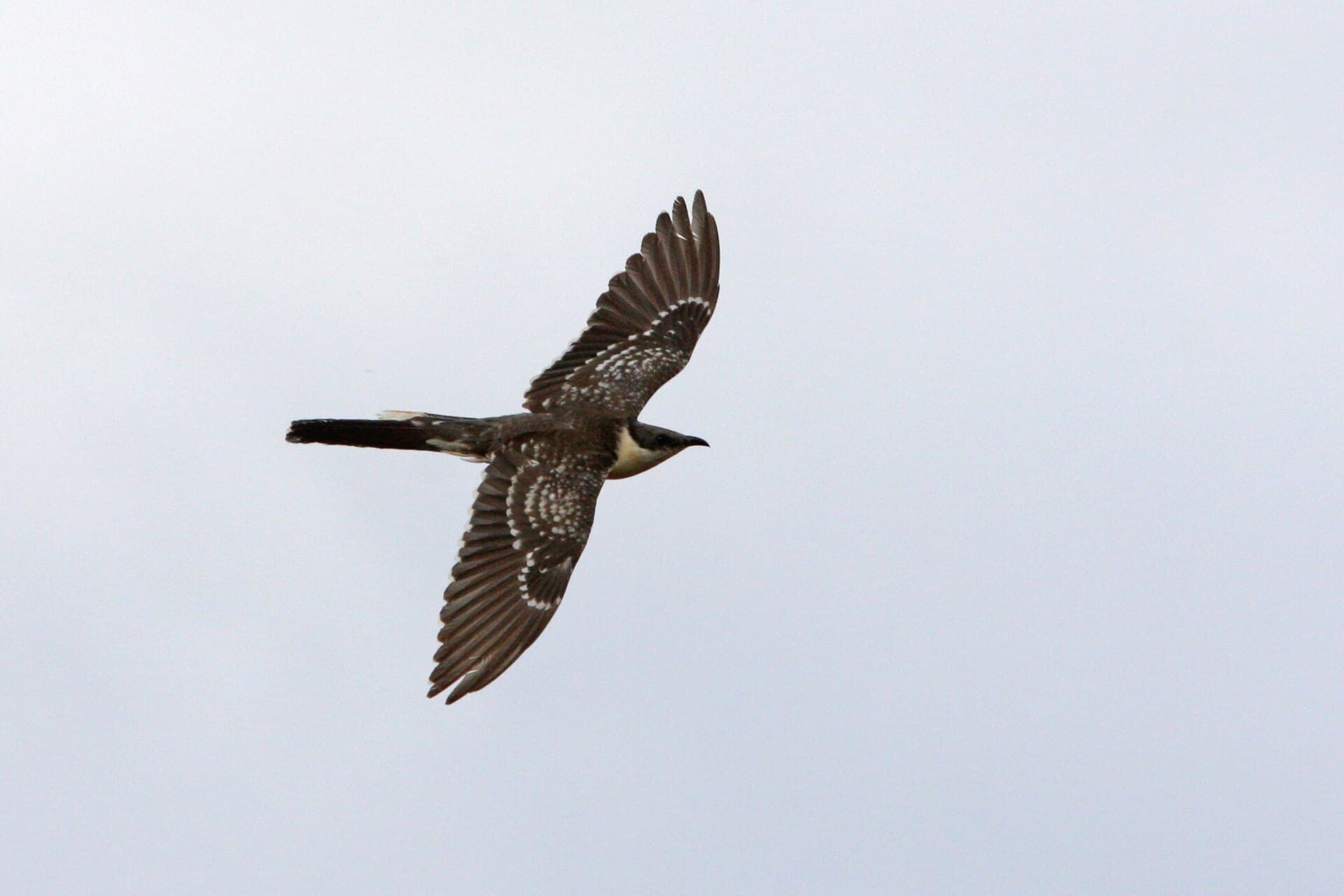Kuifkoekoek (Clamator glandarius) - Clamator glandarius 91766507