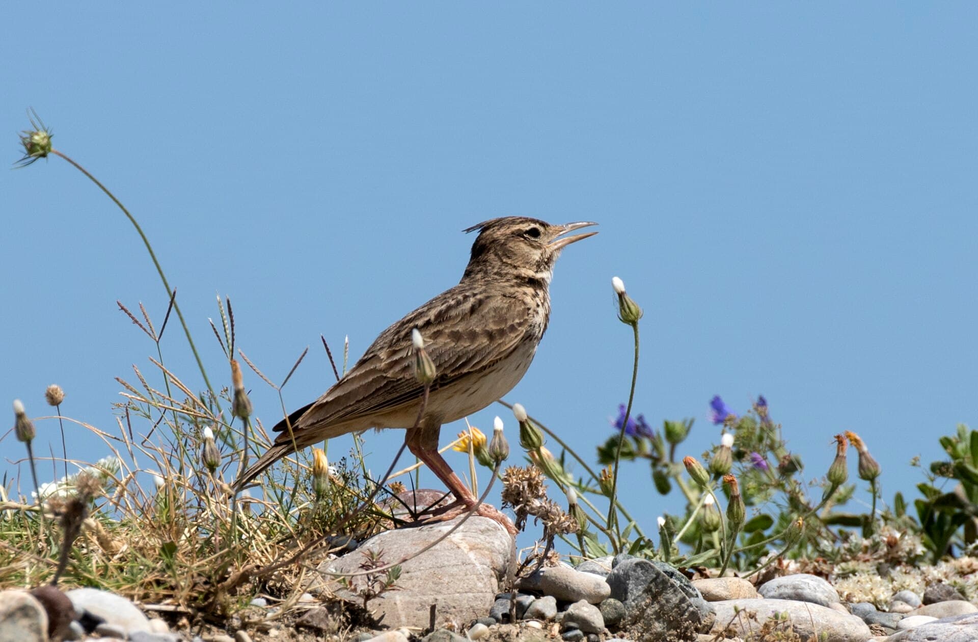 Kuifleeuwerik (Galerida cristata) - Galerida cristata - Crested lark 22