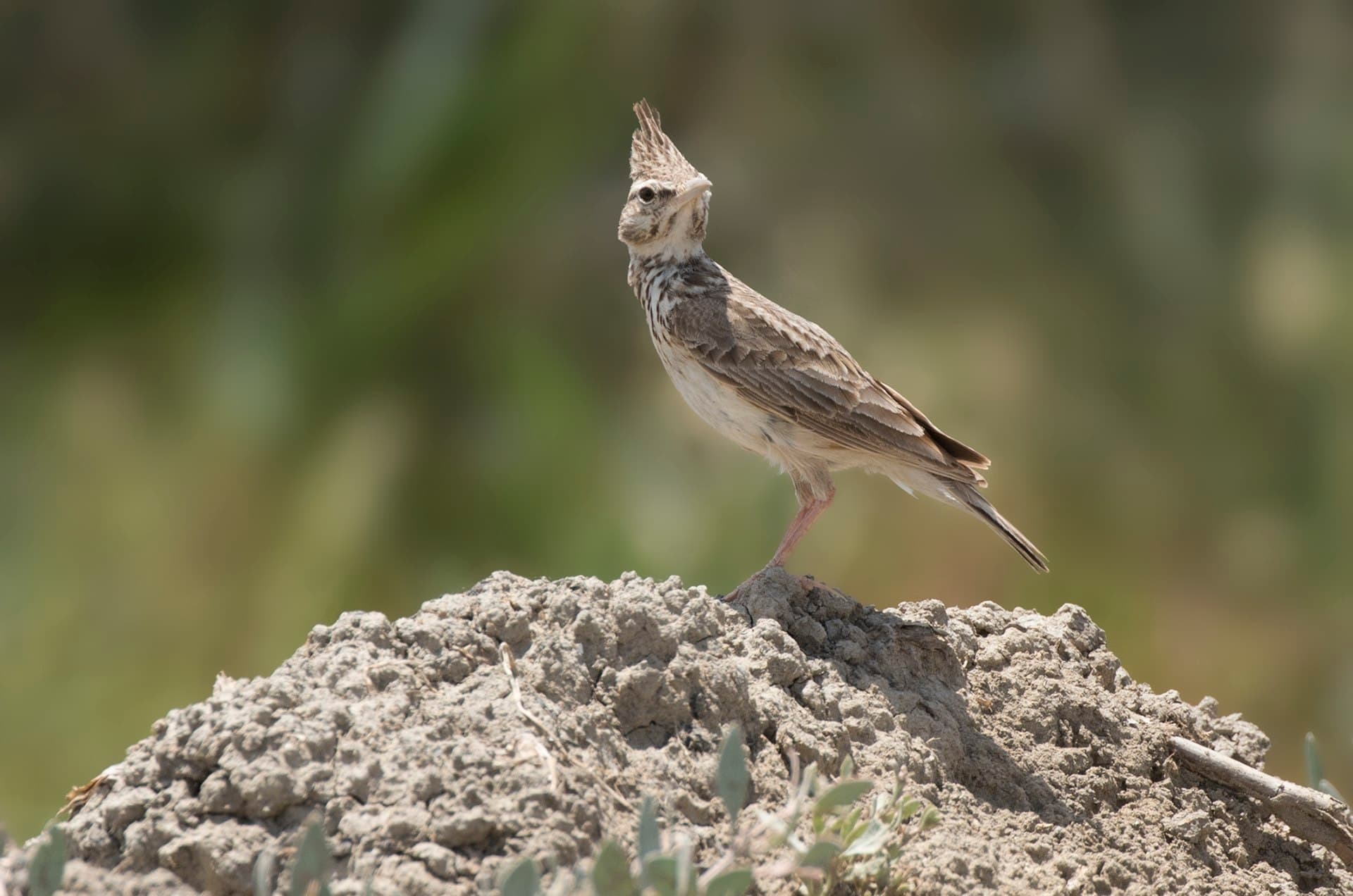 Kuifleeuwerik (Galerida cristata) - Galerida cristata - Crested lark 16