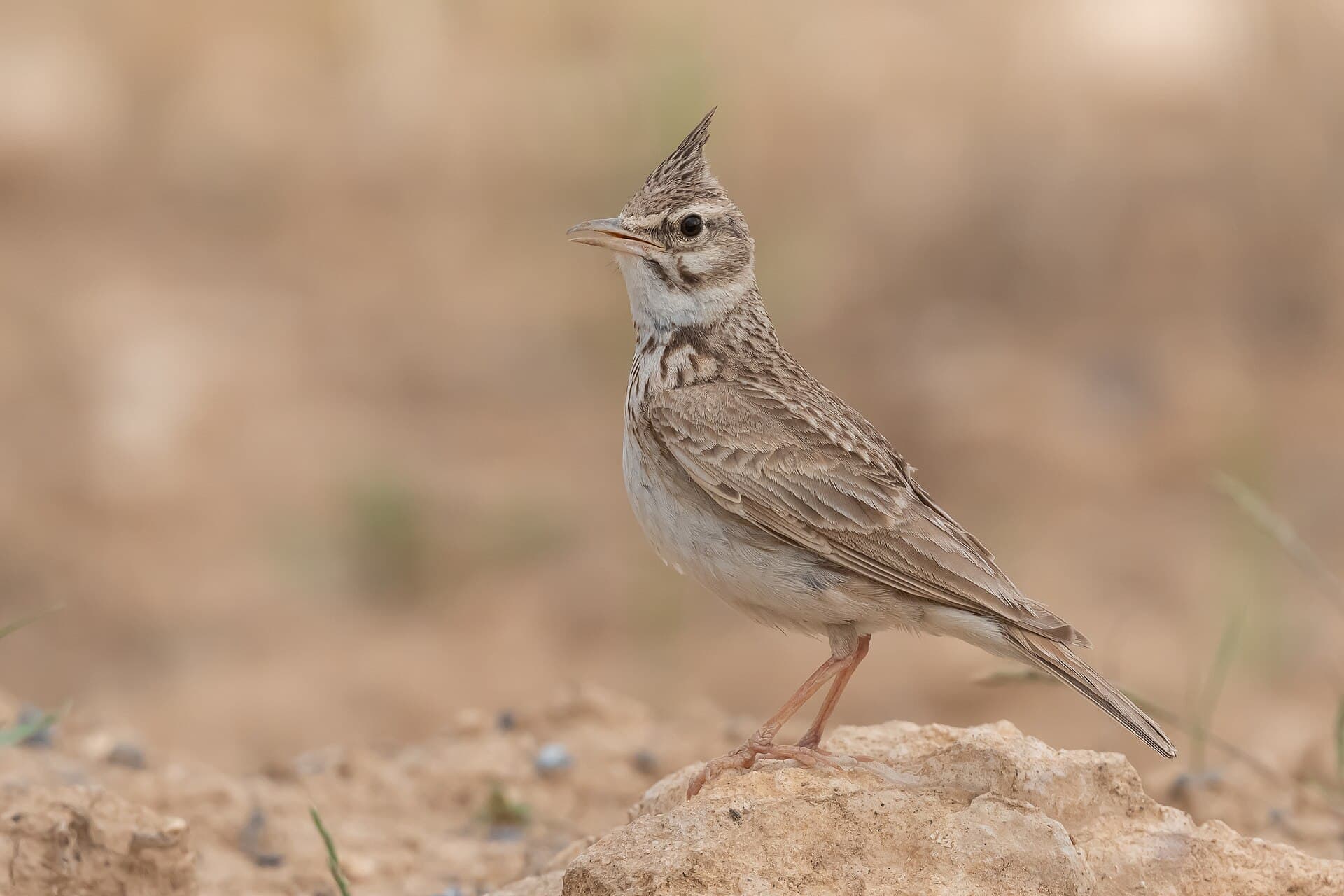 Kuifleeuwerik (Galerida cristata) - Cochevis huppé Gbollat