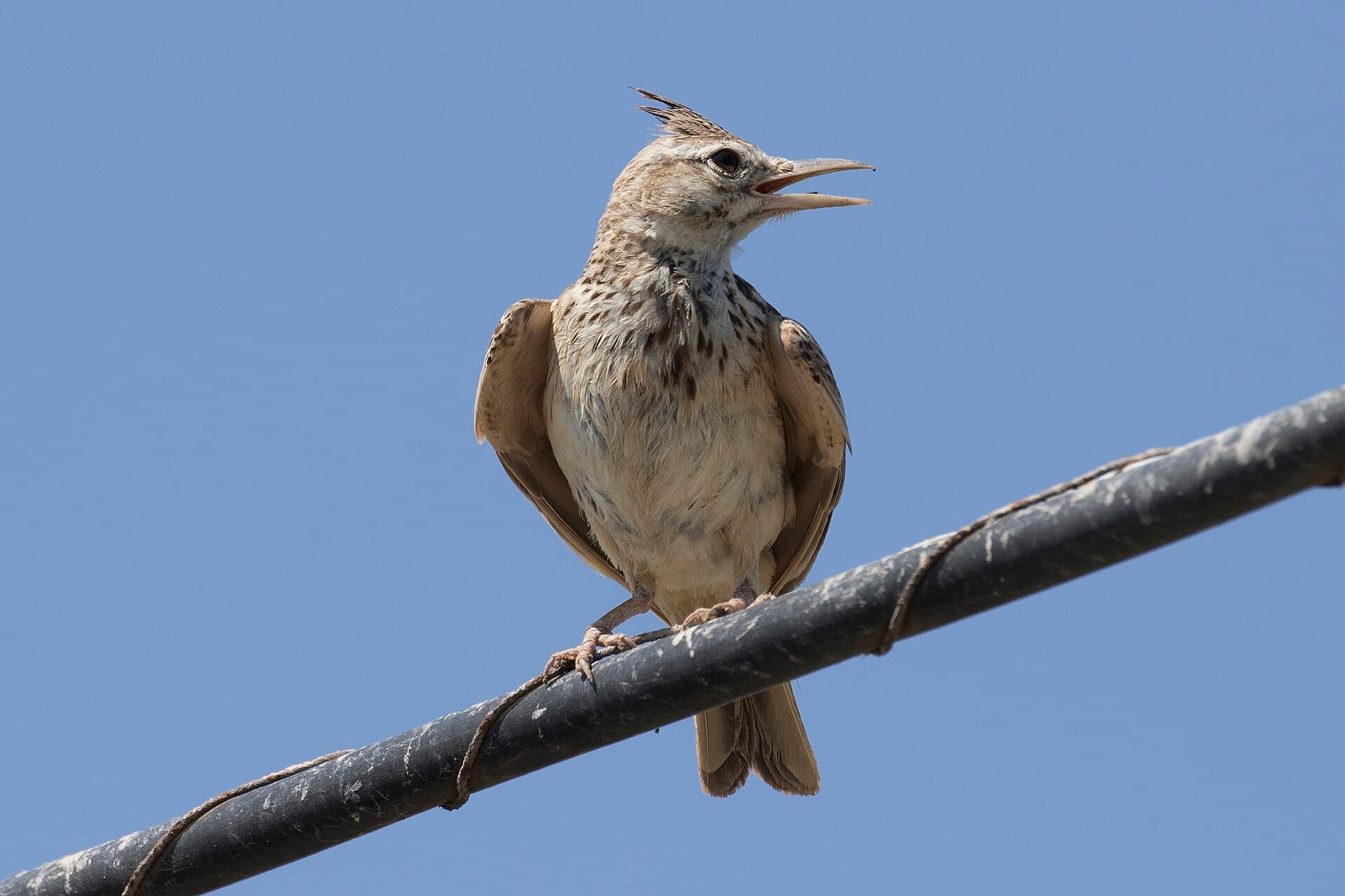 Kuifleeuwerik (Galerida cristata) - Galerida cristata - Crested lark 26