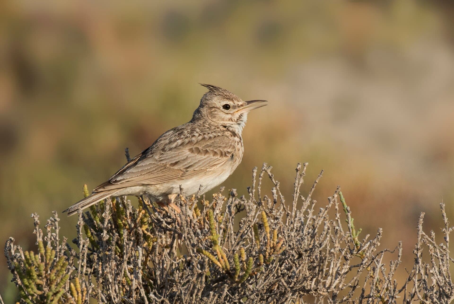 Kuifleeuwerik (Galerida cristata) - Galerida cristata - Crested lark 06