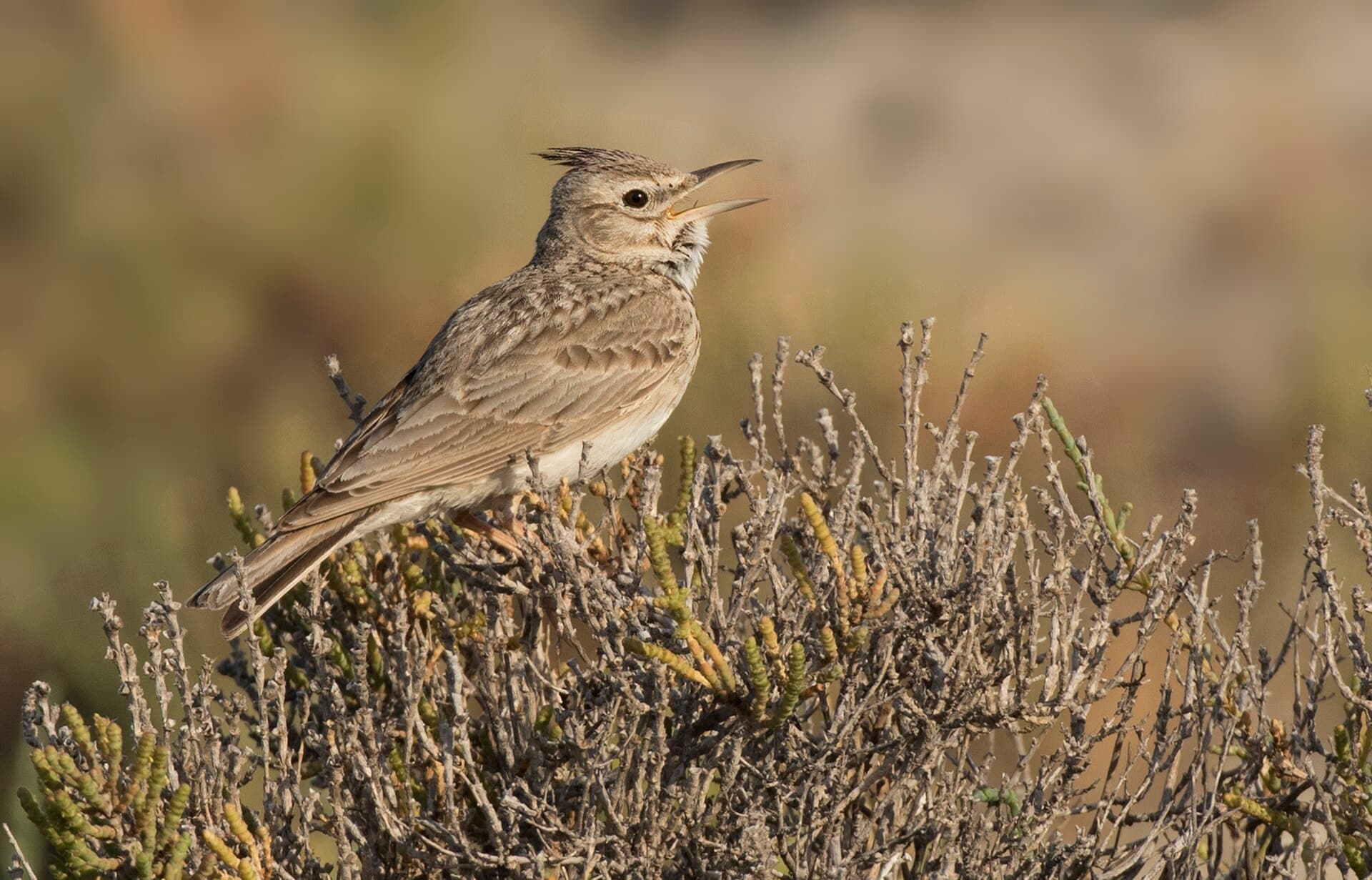 Kuifleeuwerik (Galerida cristata) - Galerida cristata - Crested lark 05