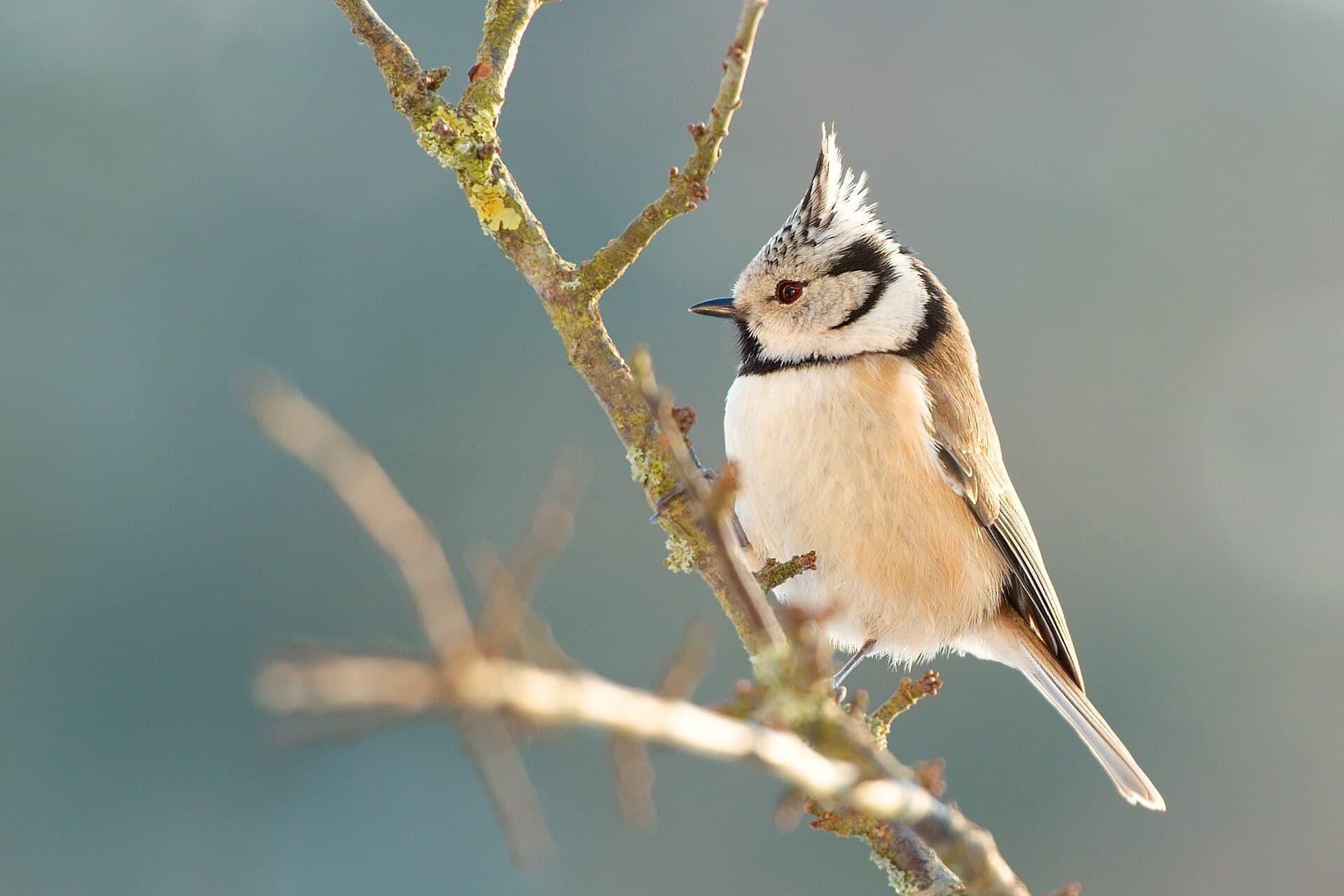 Kuifmees (Lophophanes cristatus) - Messange huppée 02