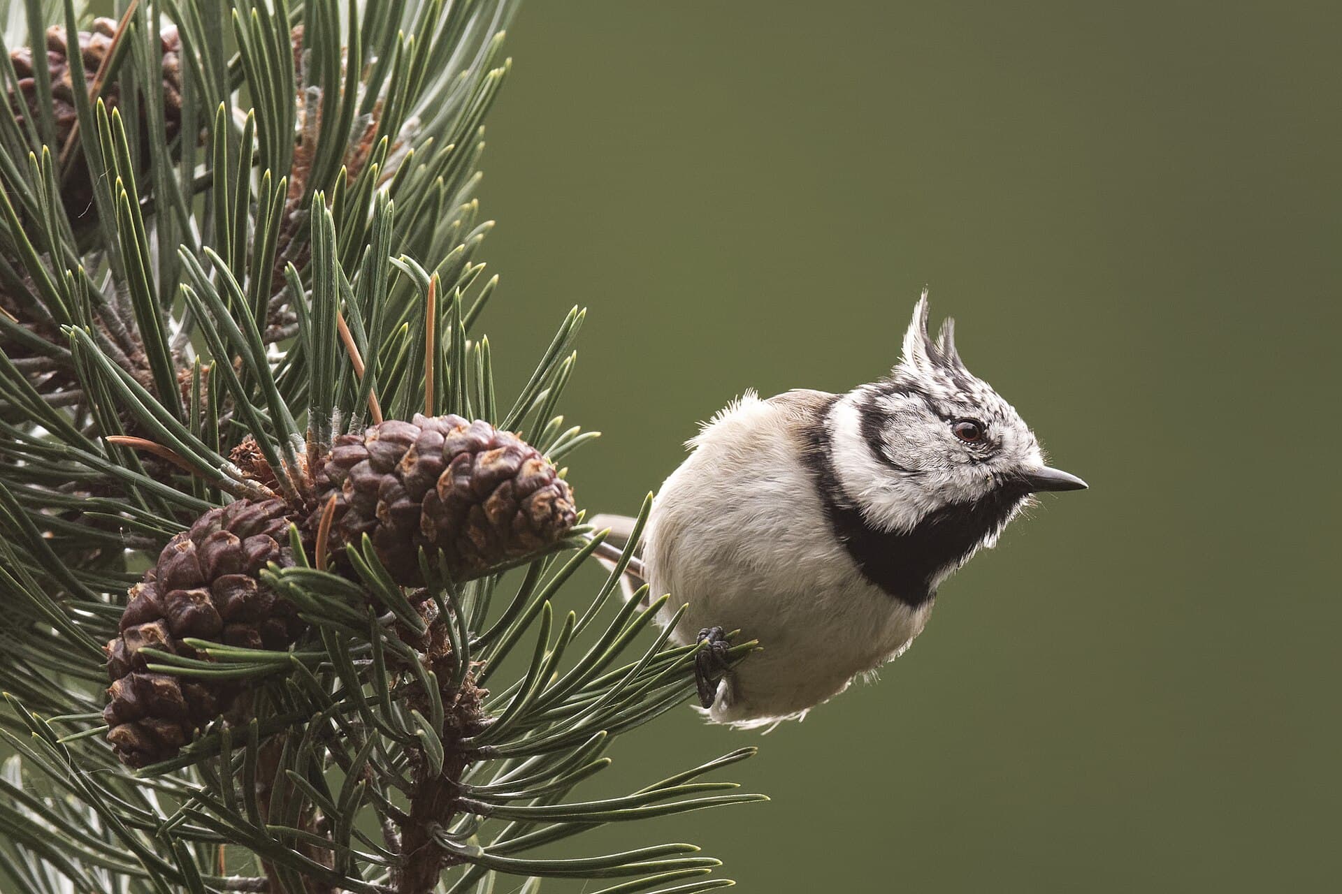 Kuifmees (Lophophanes cristatus) - Lophophanes cristatus Gran Paradiso 20190908