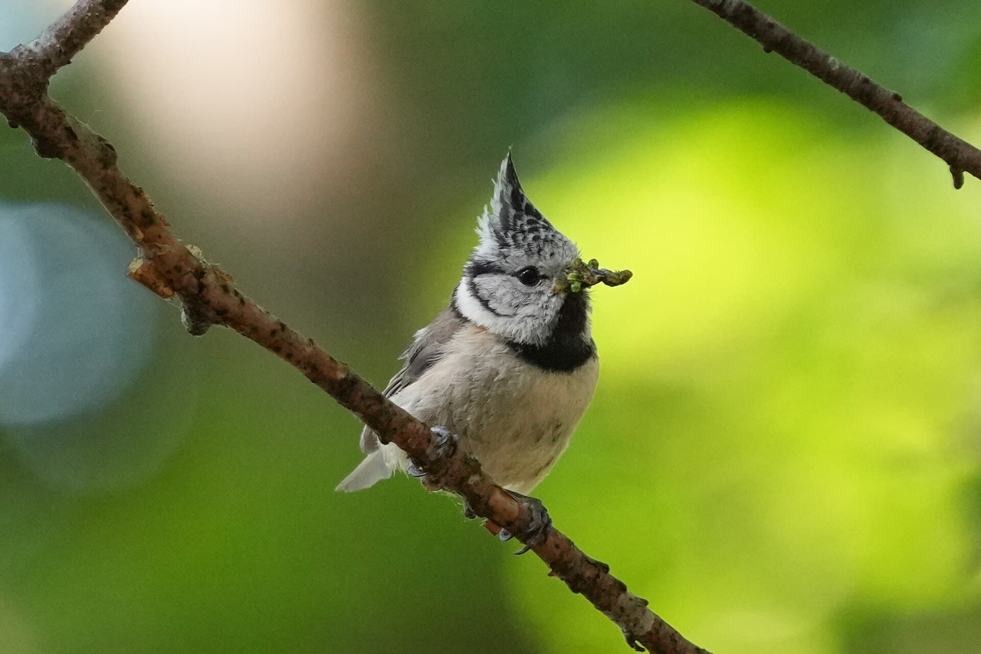 Kuifmees (Lophophanes cristatus) - 084 Wild European crested tit at Parc naturel régional Jura vaudois Photo by Giles Laurent