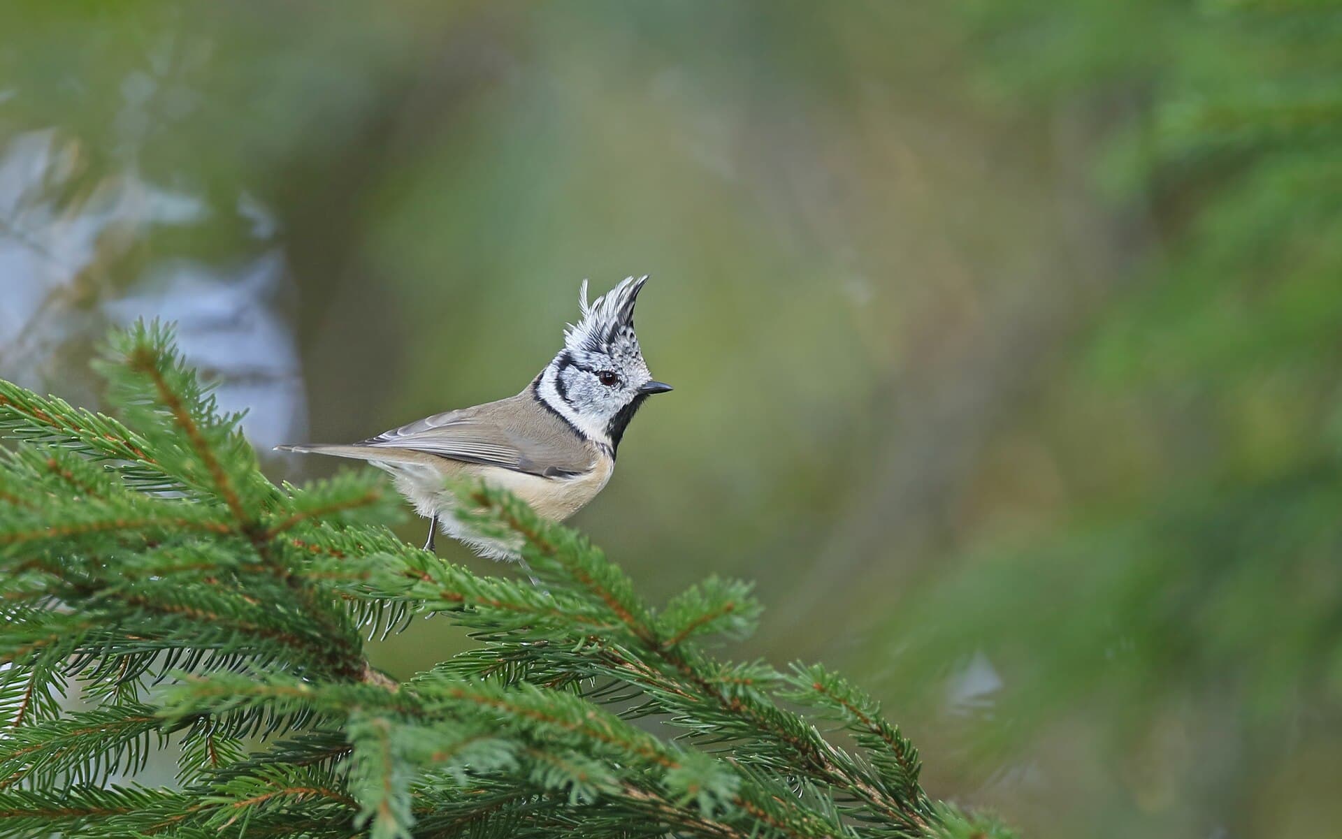 Kuifmees (Lophophanes cristatus) - Crested Tit by christoph moning