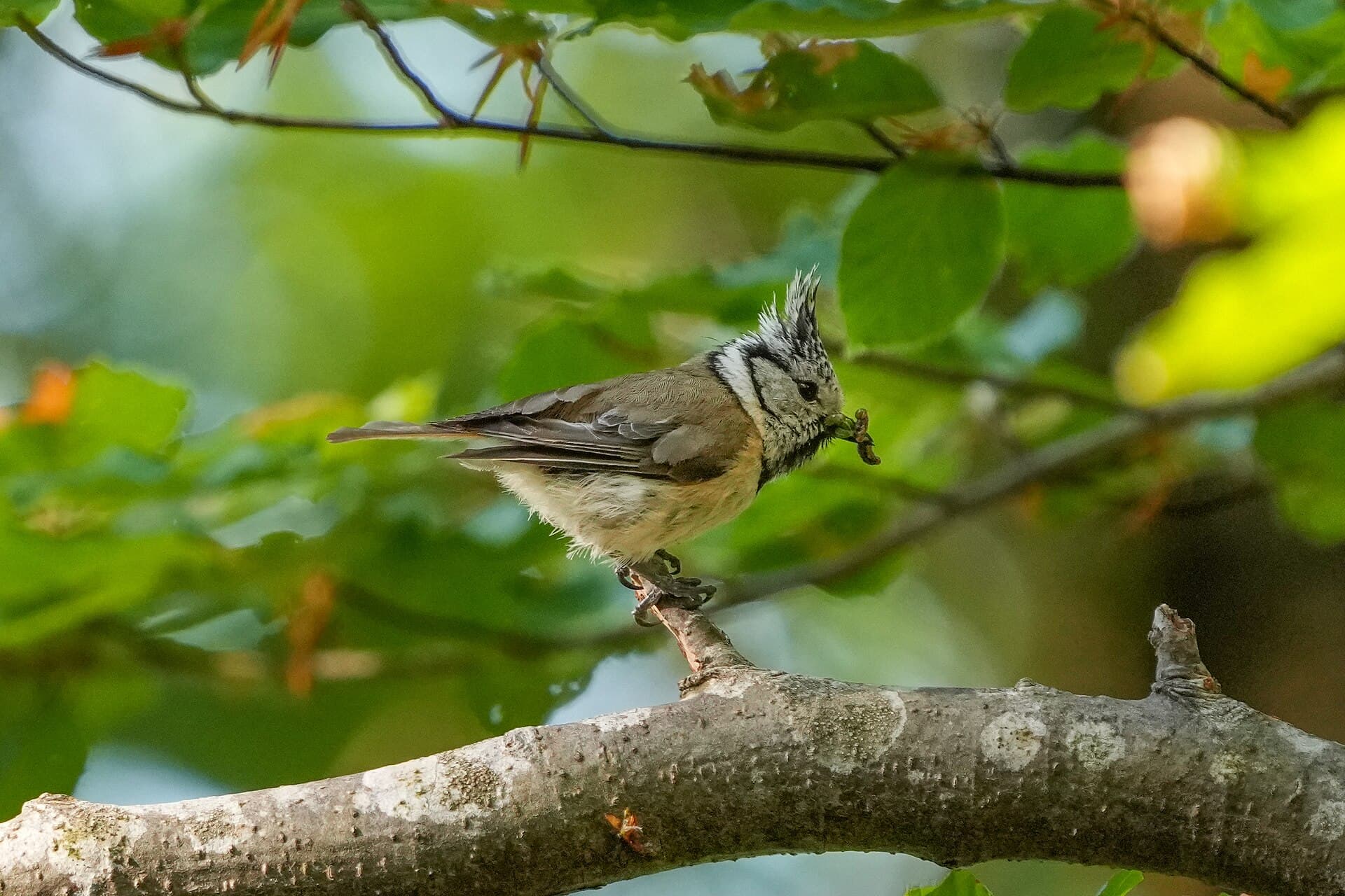 Kuifmees (Lophophanes cristatus) - 083 Wild European crested tit at Parc naturel régional Jura vaudois Photo by Giles Laurent