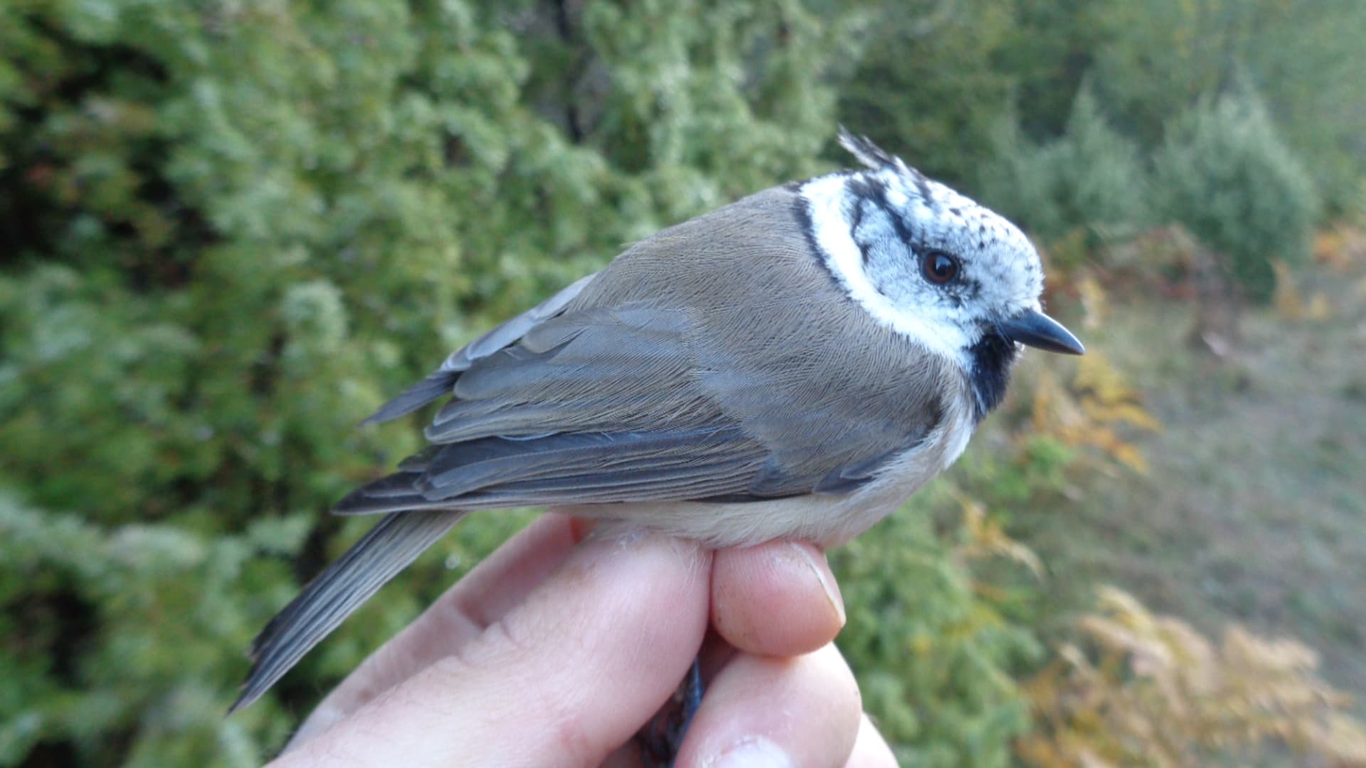 Kuifmees (Lophophanes cristatus) - Ćubasta senica (Lophophanes cristatus) European crested tit