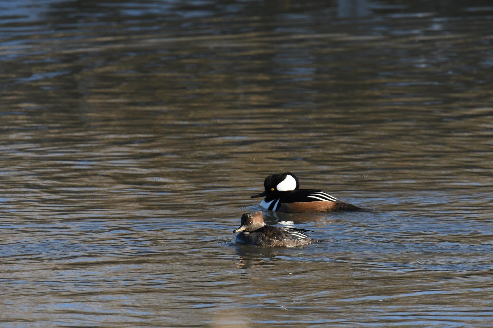 Kuifzaagbek (Lophodytes cucullatus) - Hooded merganser bombay hook nwr 12.25.22 DSC 3575